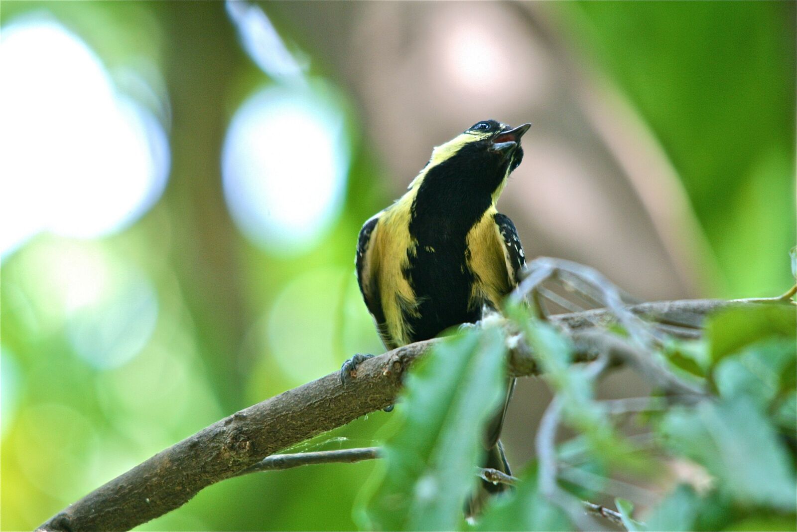 Canon EOS 400D (EOS Digital Rebel XTi / EOS Kiss Digital X) sample photo. Bird, indian, forest photography