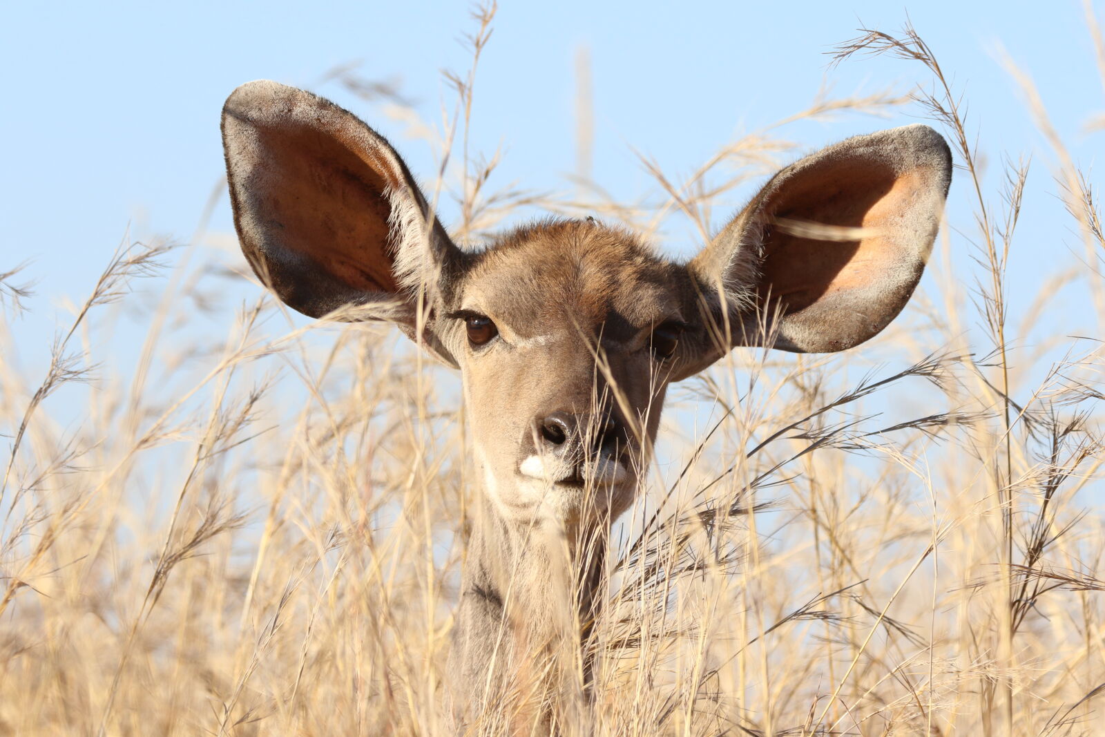 Canon EOS 7D Mark II sample photo. Animal, animal, photography, barbaric photography
