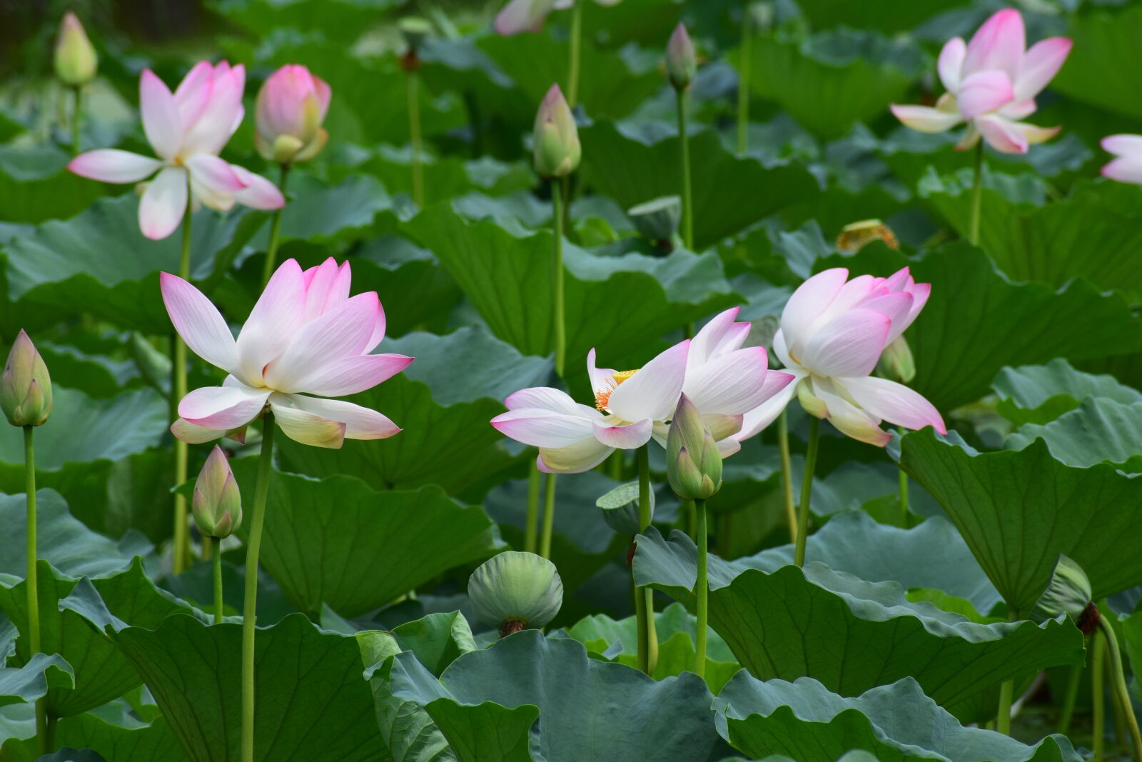 Nikon D3300 sample photo. Flowers, lotus, pond photography