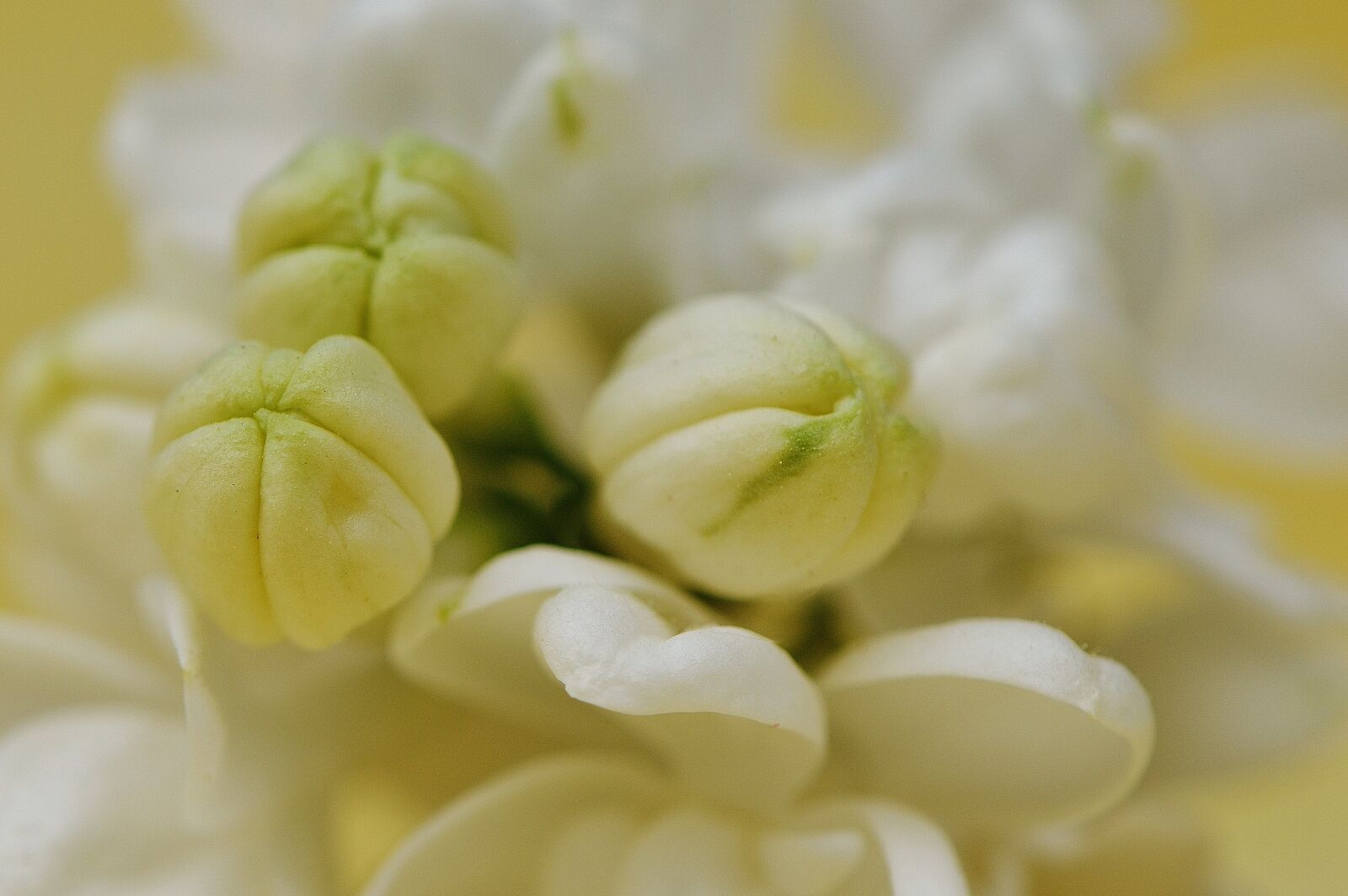 Nikon D3200 sample photo. Lilac, white, plant photography