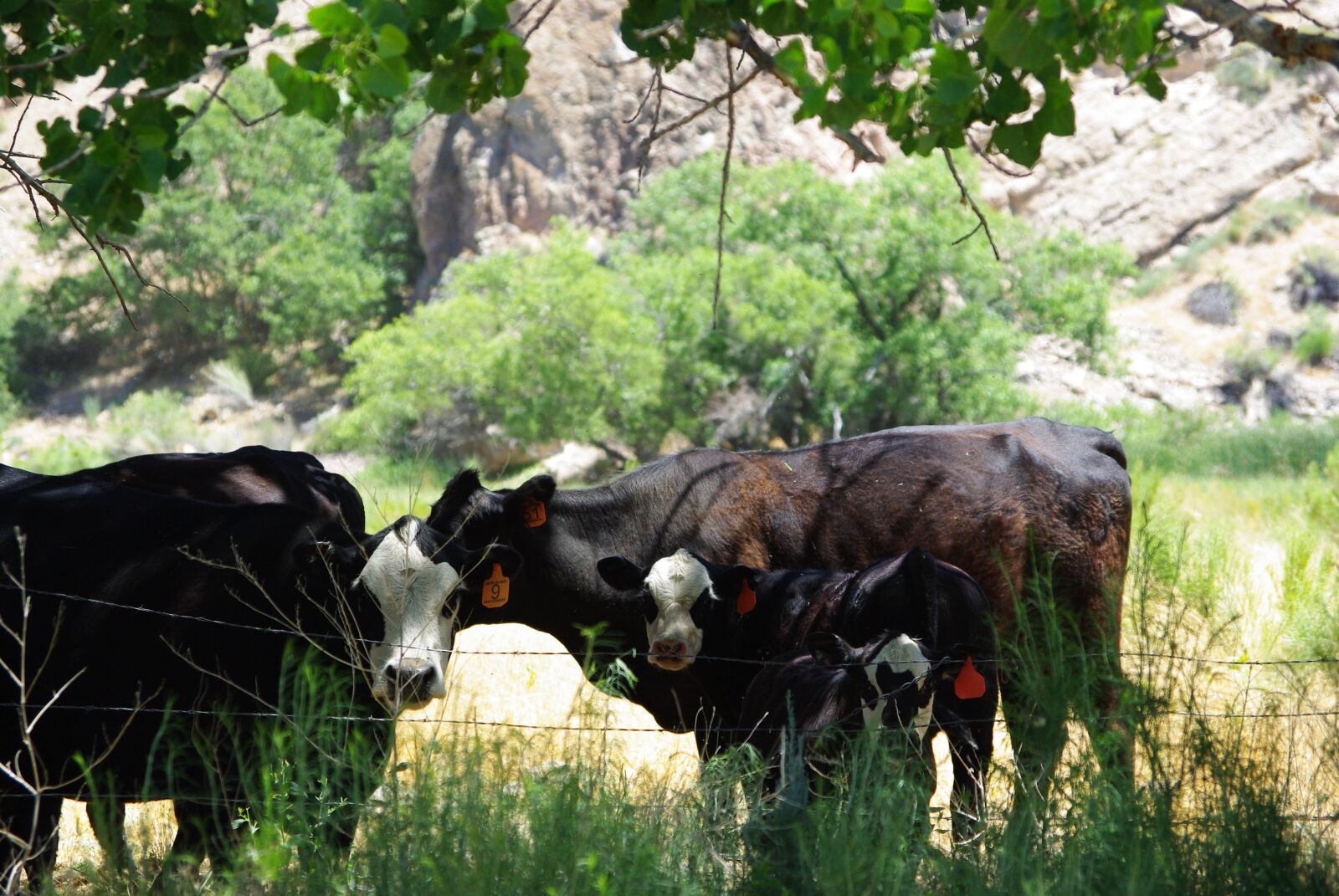 Pentax K200D sample photo. Cows, bovines, mom photography