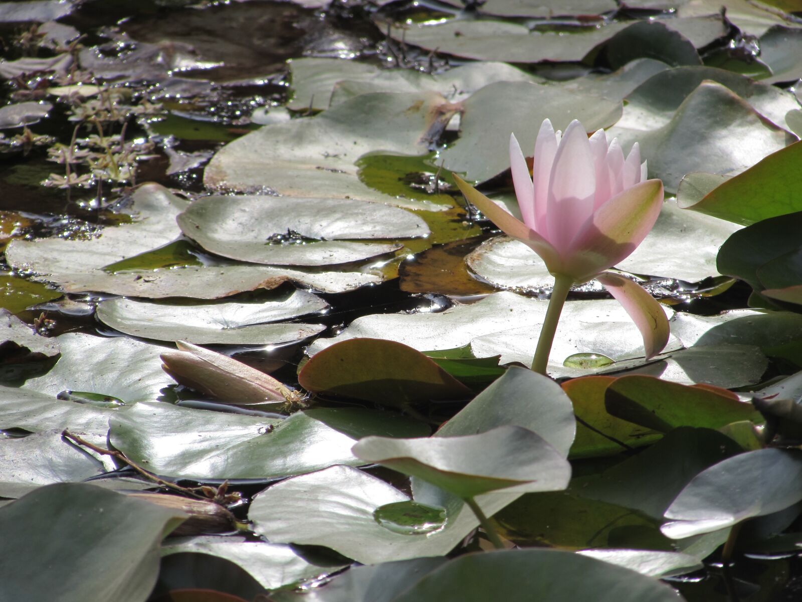 Canon PowerShot SX510 HS sample photo. Nature, flower, lotus photography