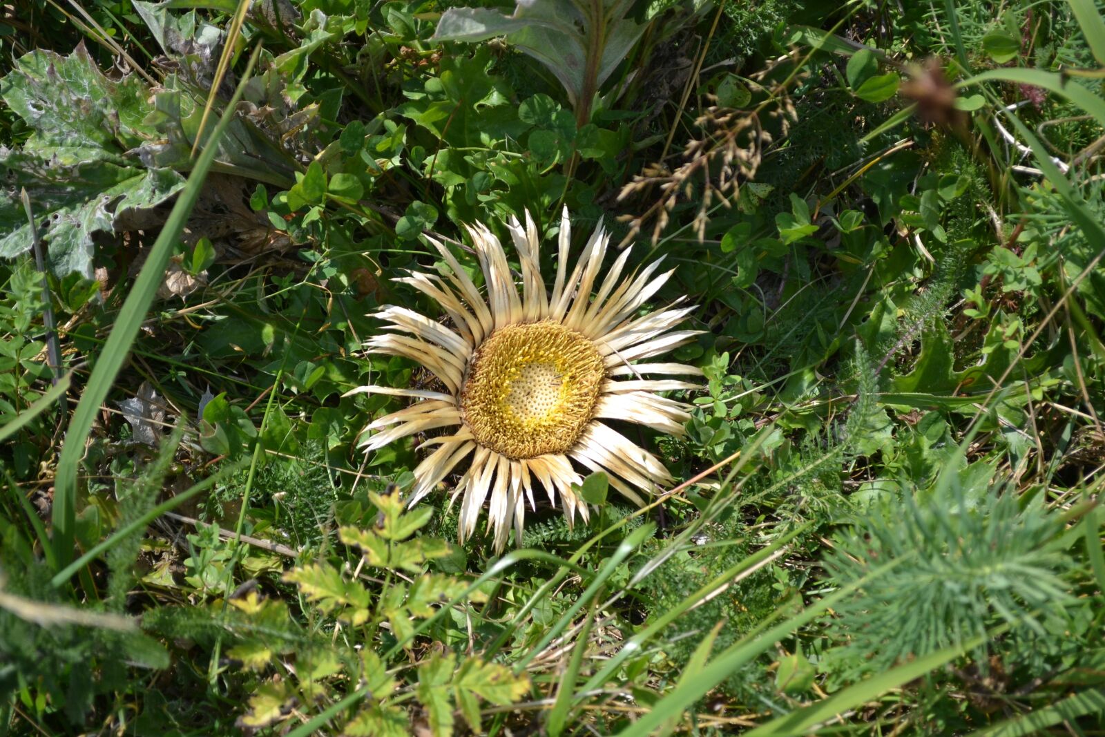 Nikon D3100 sample photo. Sunflower, dead flower, flower photography