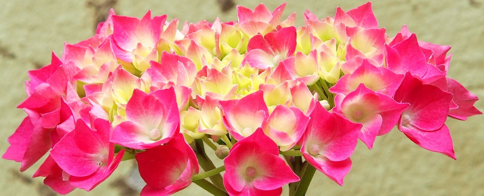 Olympus OM-D E-M5 sample photo. Flower, hydrangeas, pink photography