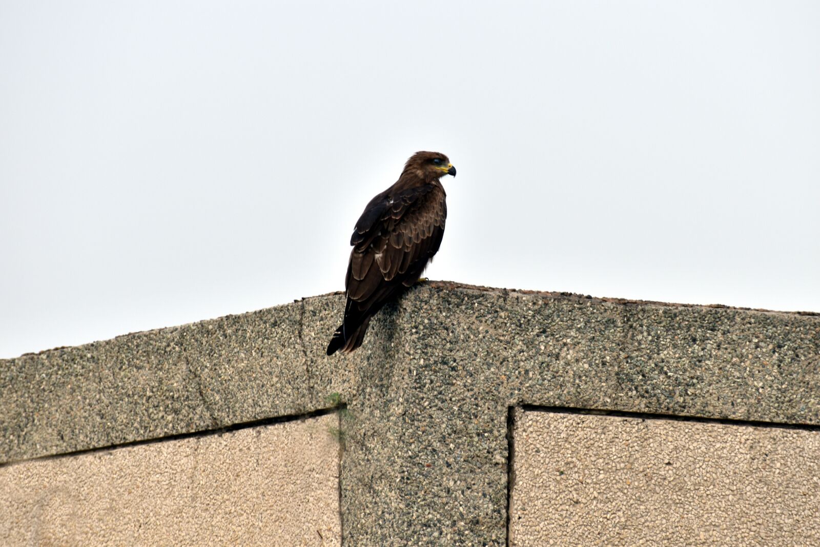 Nikon D5600 sample photo. Indian spotted eagle, predator photography
