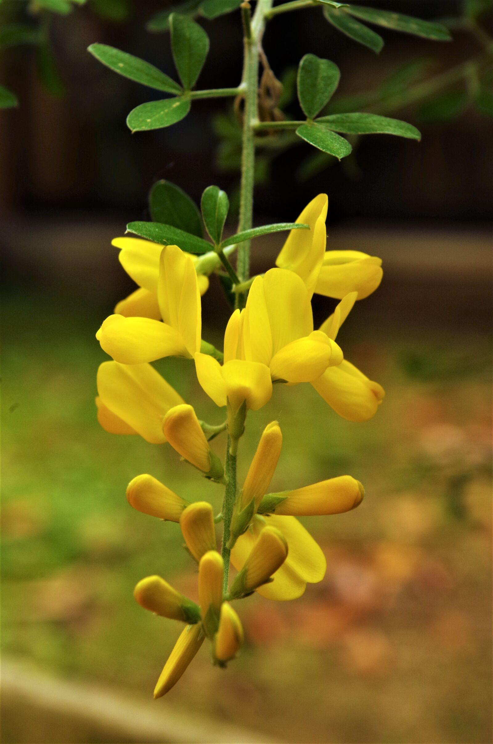 Pentax K-50 sample photo. Flowers, yellow flowers, yellow photography