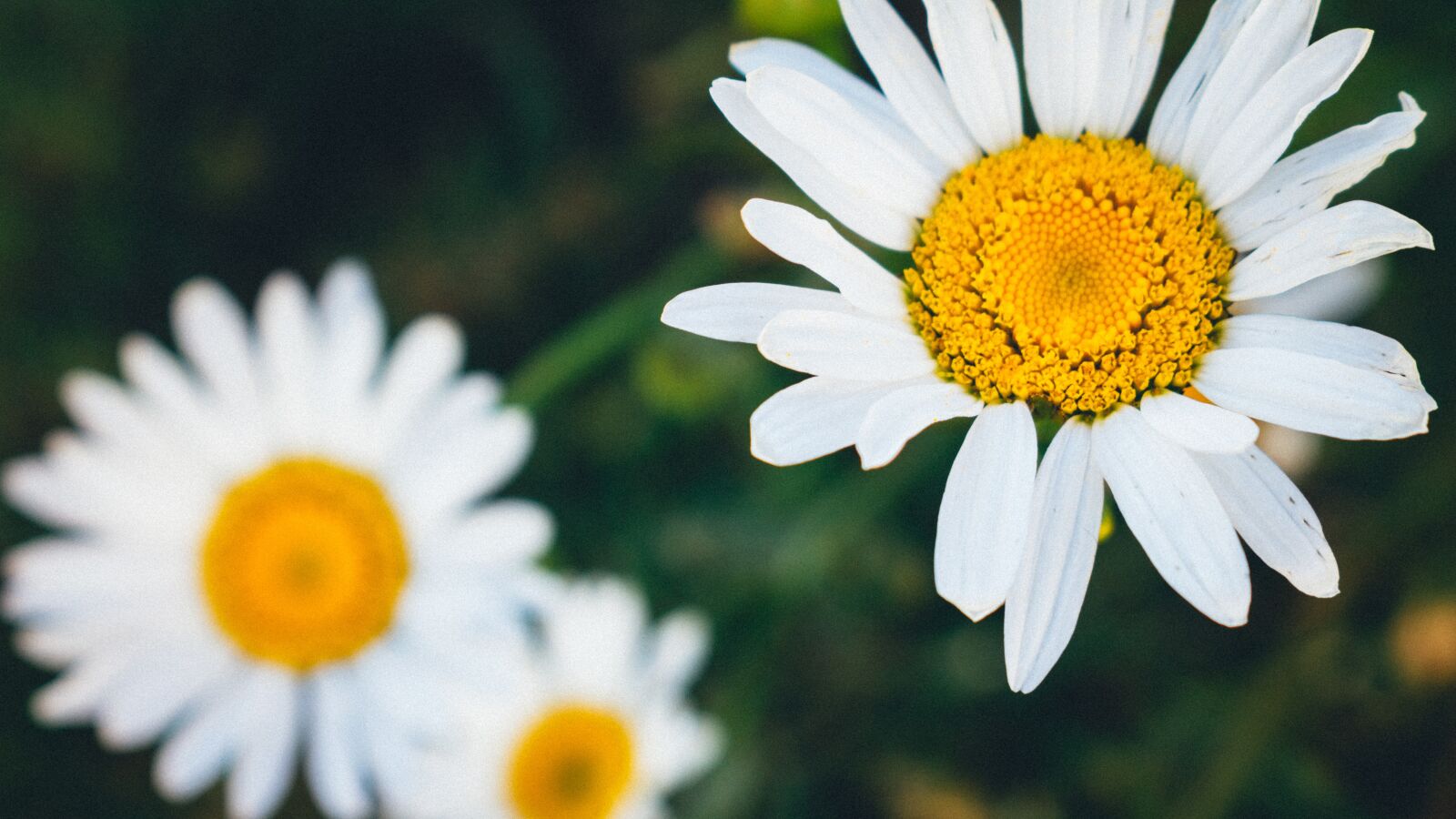 Nikon D3400 sample photo. Daisy flower, yellow, plant photography