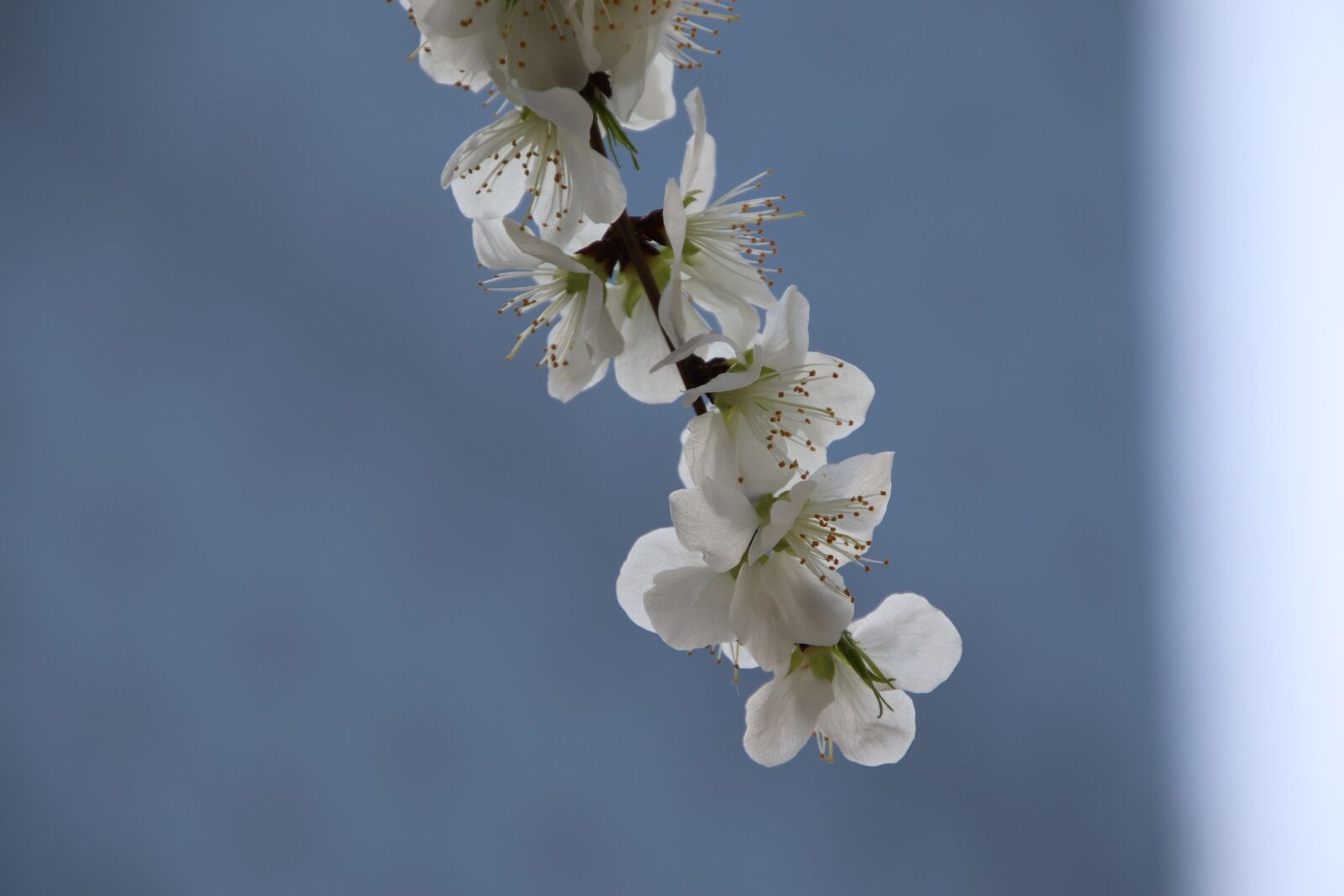 Canon EOS 800D (EOS Rebel T7i / EOS Kiss X9i) sample photo. Spring, flowers, spring flower photography