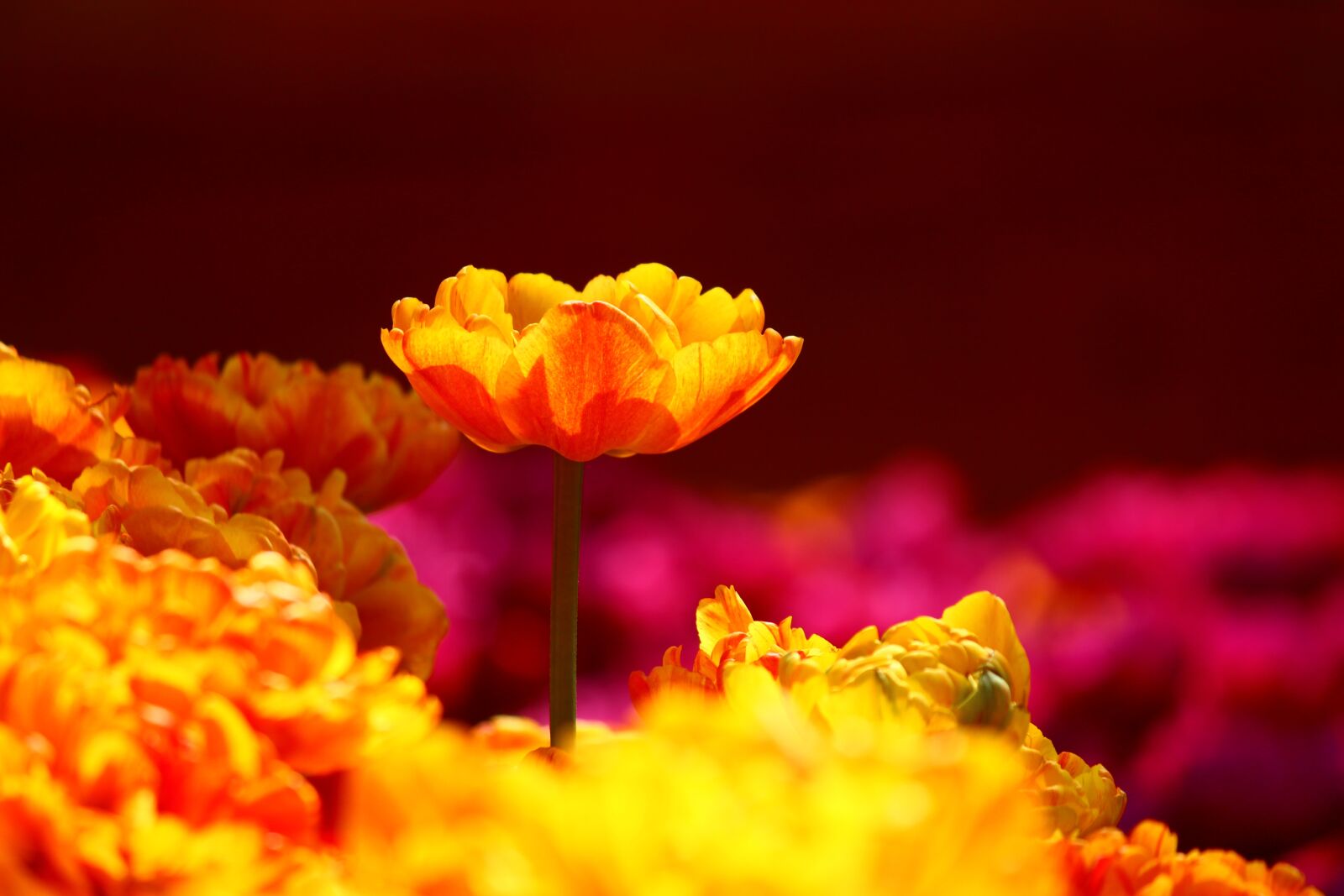 Canon EOS 600D (Rebel EOS T3i / EOS Kiss X5) sample photo. Tulips, stand alone, konya photography