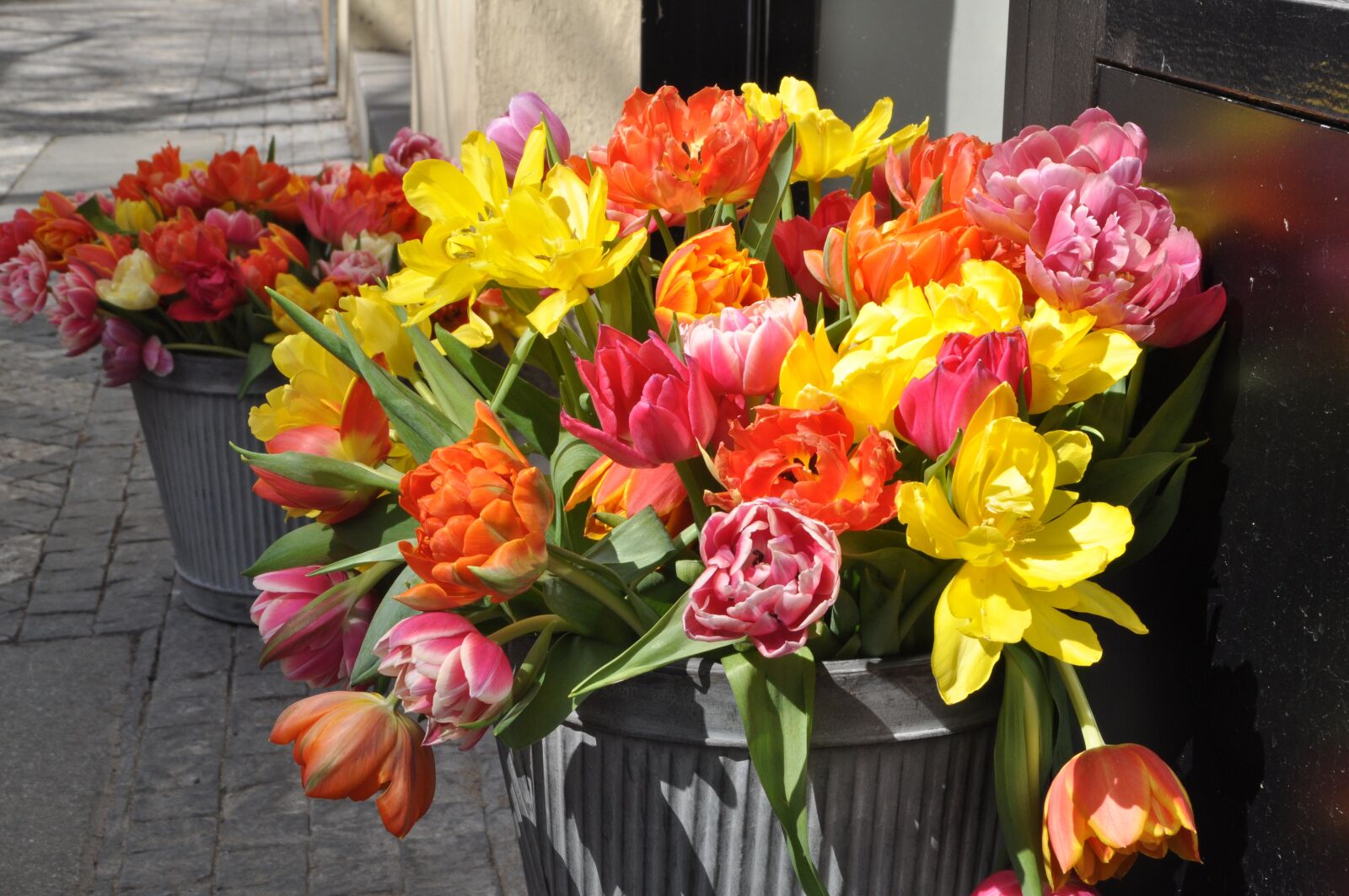 Nikon D5000 sample photo. Flower, tulip, bouquet photography