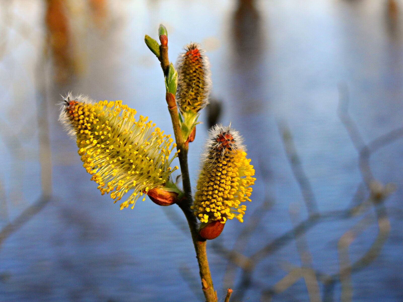 Nikon Coolpix P900 sample photo. Catkin, flower, seed photography
