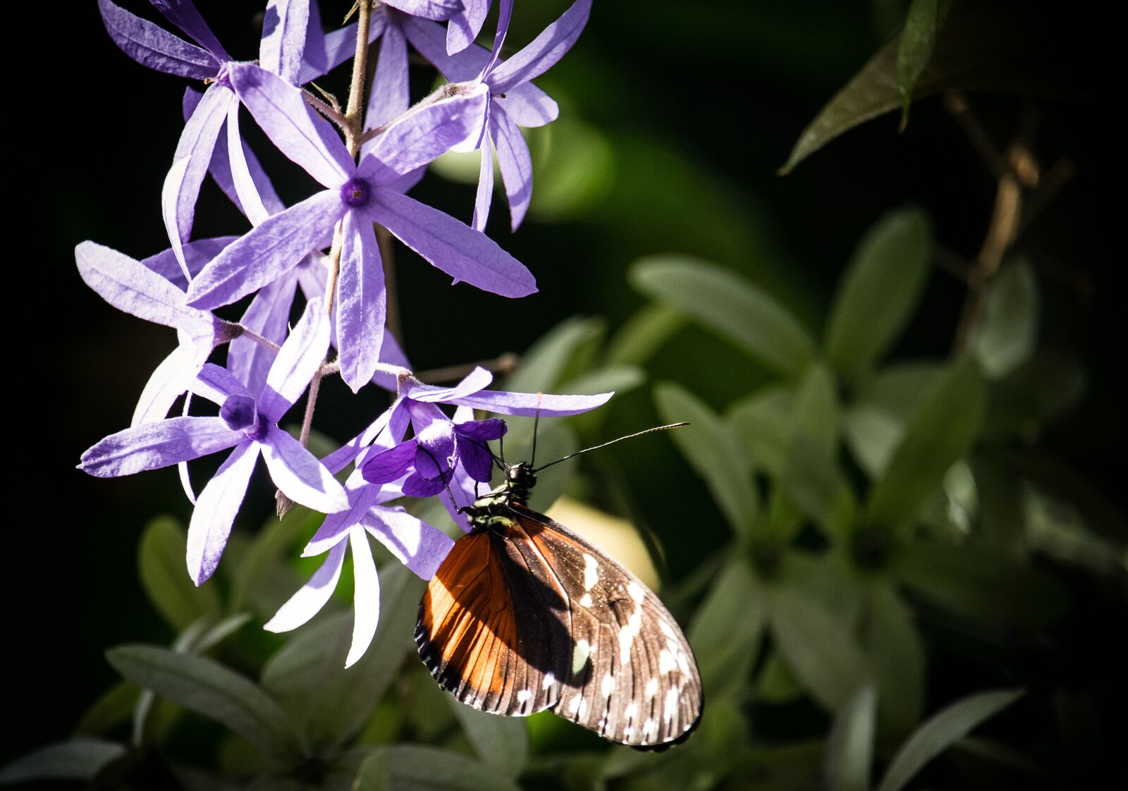 Canon EF-S 55-250mm F4-5.6 IS STM sample photo. Butterfly, insect, butterflies photography