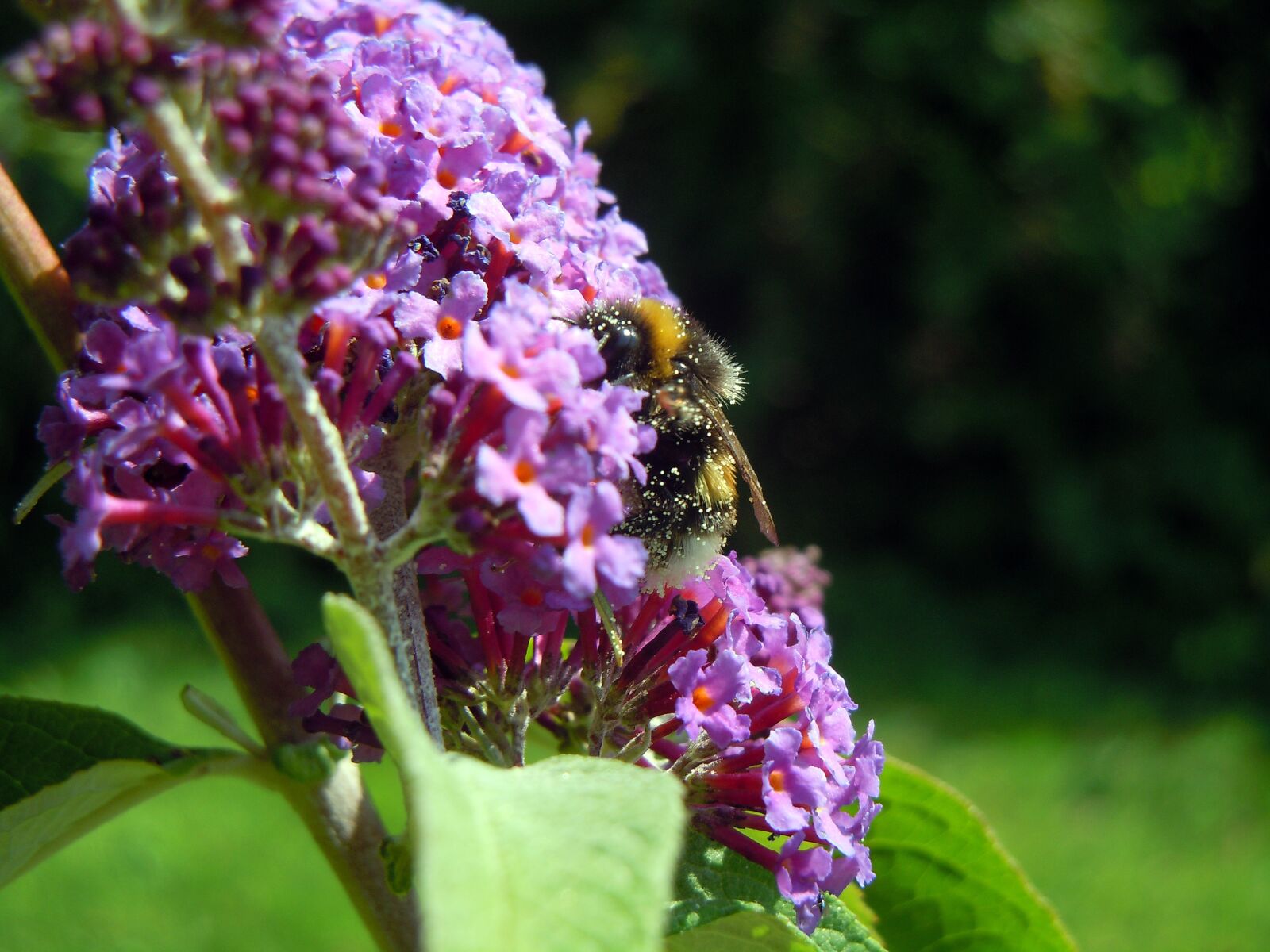 Nikon Coolpix S8000 sample photo. "Bee, lilac, insect" photography