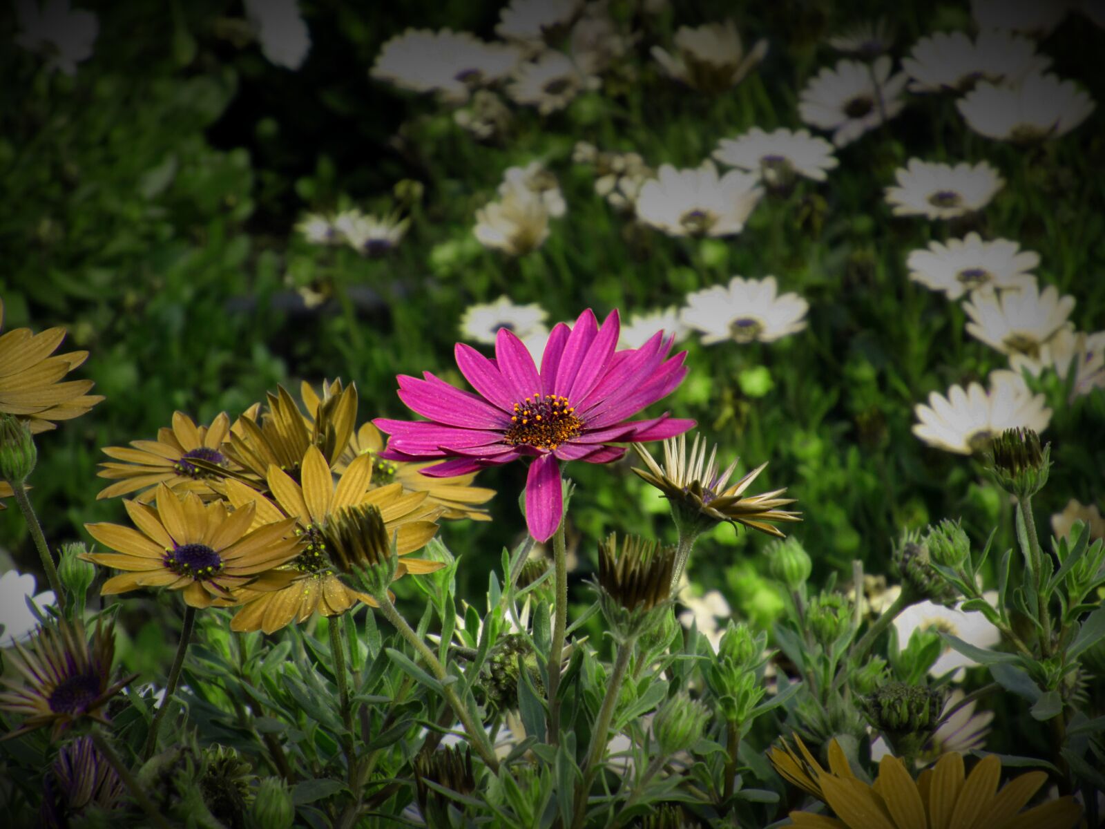 Canon PowerShot ELPH 150 IS (IXUS 155 / IXY 140) sample photo. Flower, flowers, rosa photography