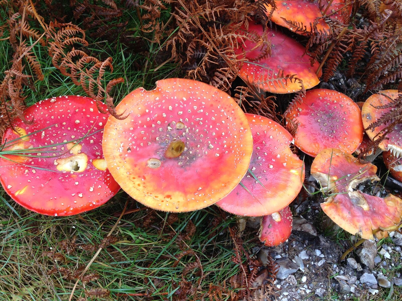 iPhone 5 back camera 4.12mm f/2.4 sample photo. Fungus, outdoors, nature photography
