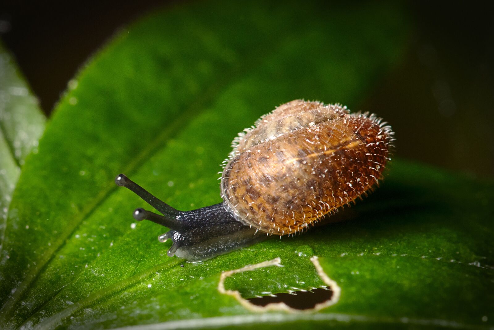 Canon EOS M5 sample photo. Snail, tiny, macro photography