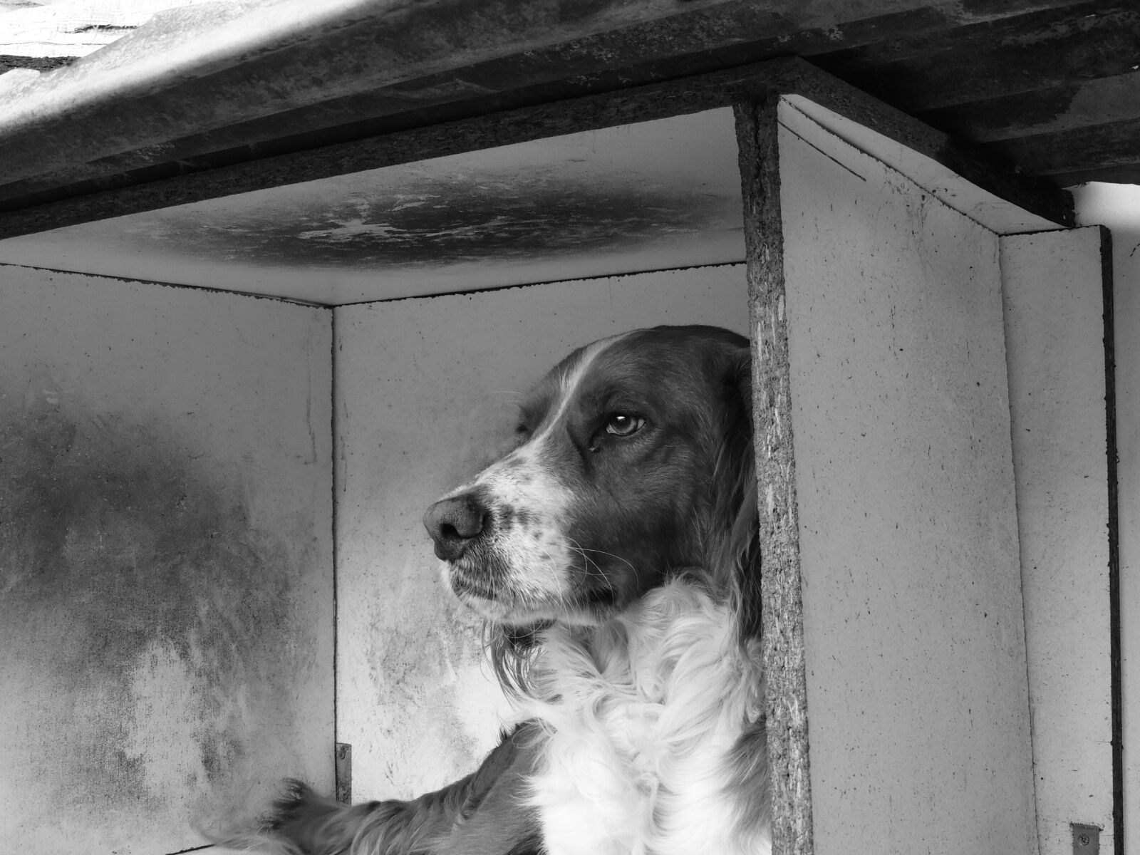 Nikon Coolpix P510 sample photo. Dog, white, and photography