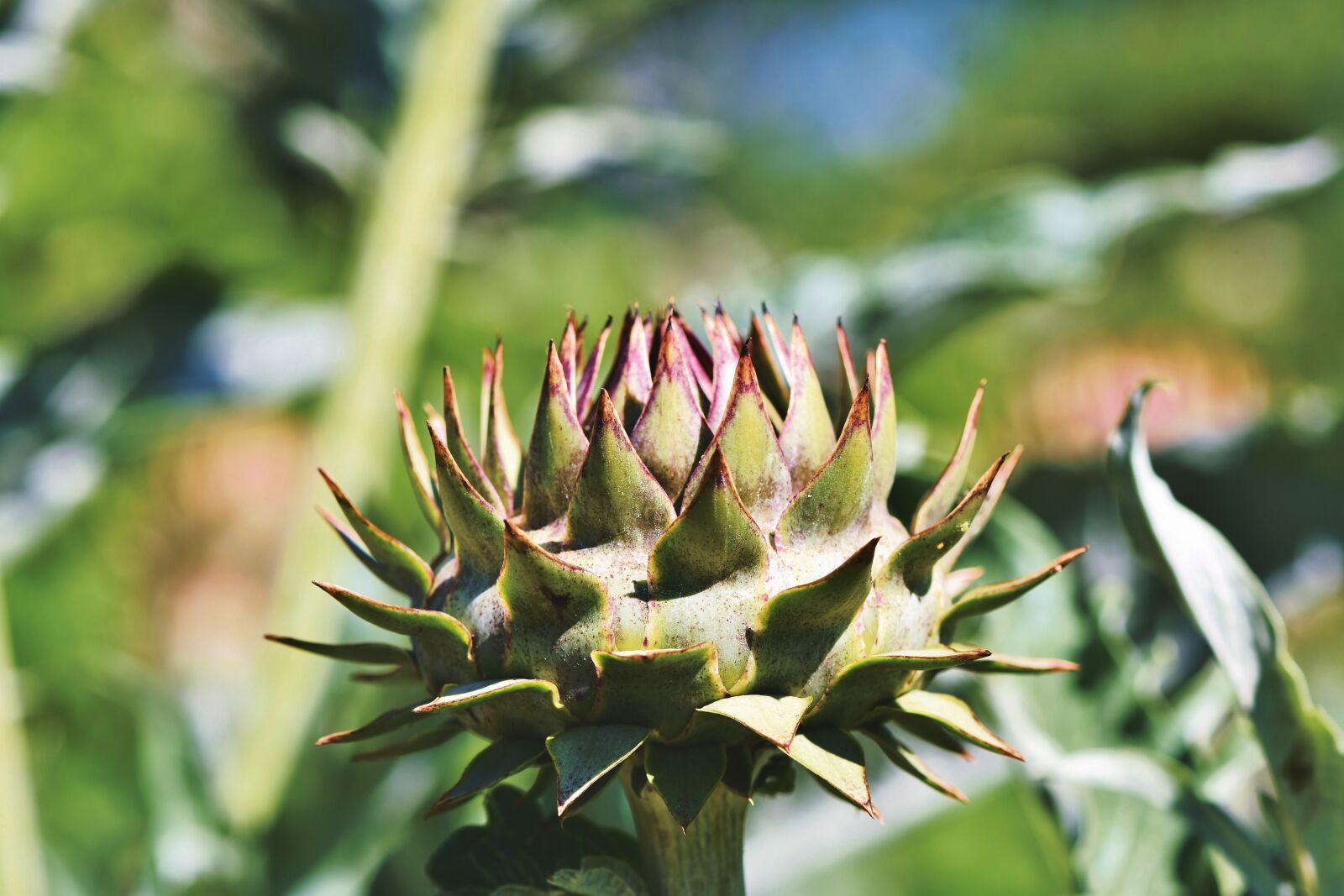 Nikon D7200 sample photo. Artichoke, vegetables, flower vegetables photography
