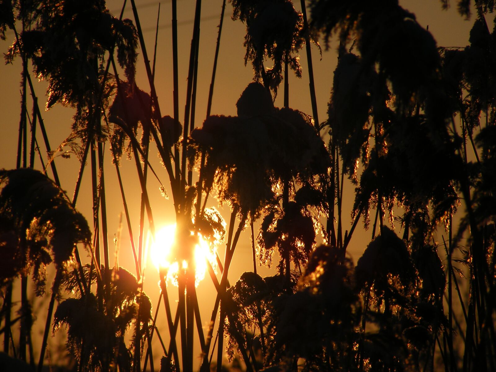 Fujifilm FinePix S5700 S700 sample photo. Grass, phragmites, poales photography