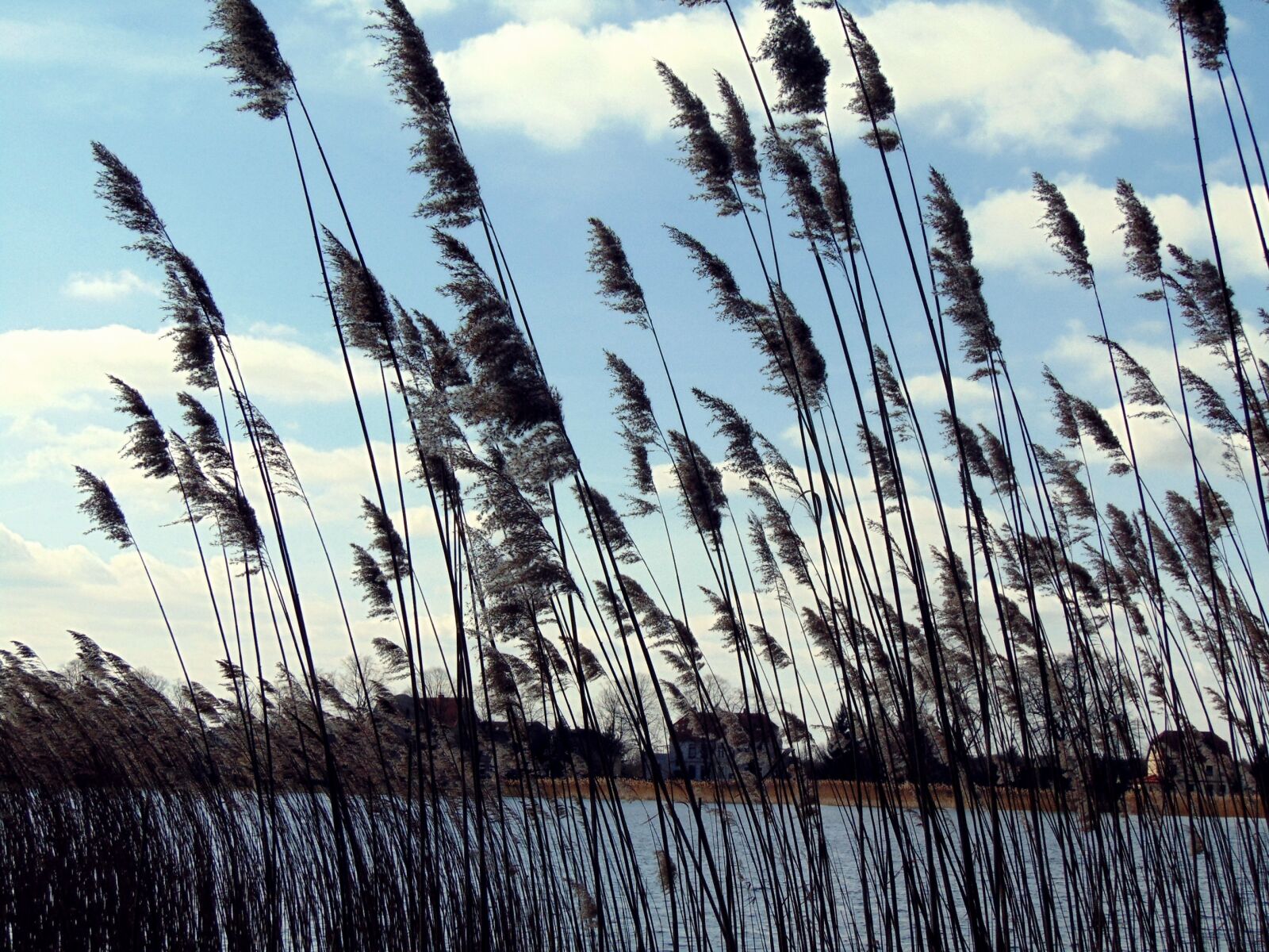 Sony Cyber-shot DSC-H300 sample photo. Lake, nature, grasses photography