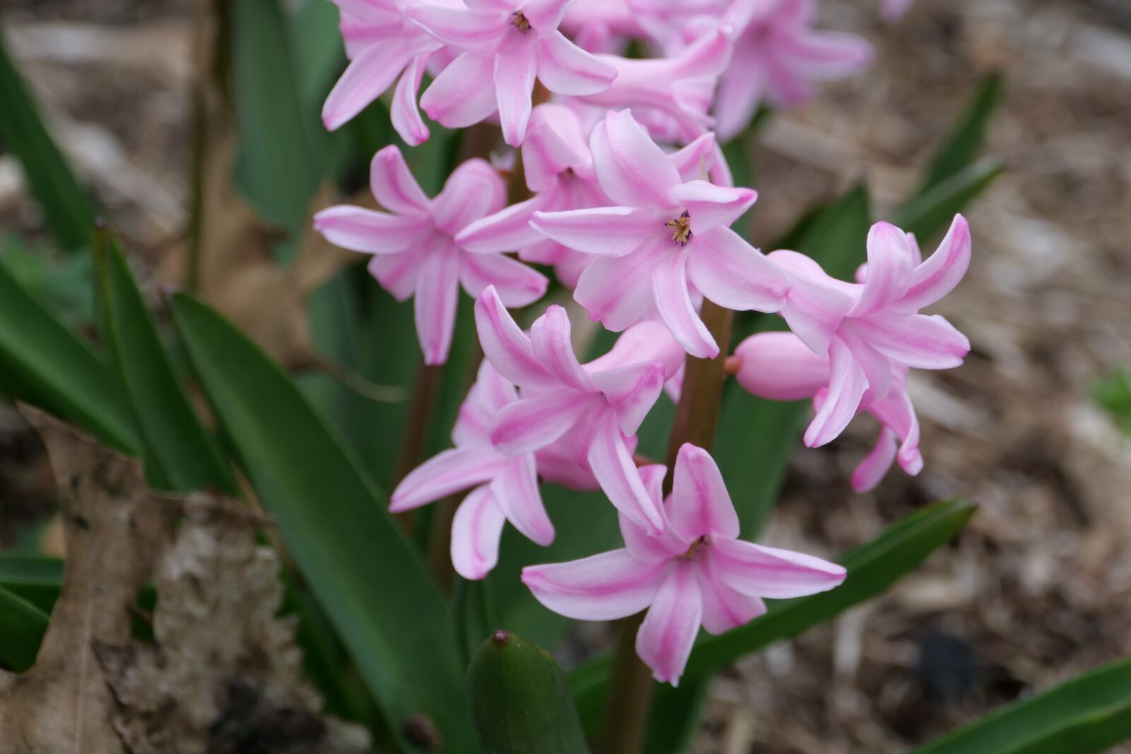 Panasonic Lumix DC-G9 sample photo. Hyacinth, nature, flower photography