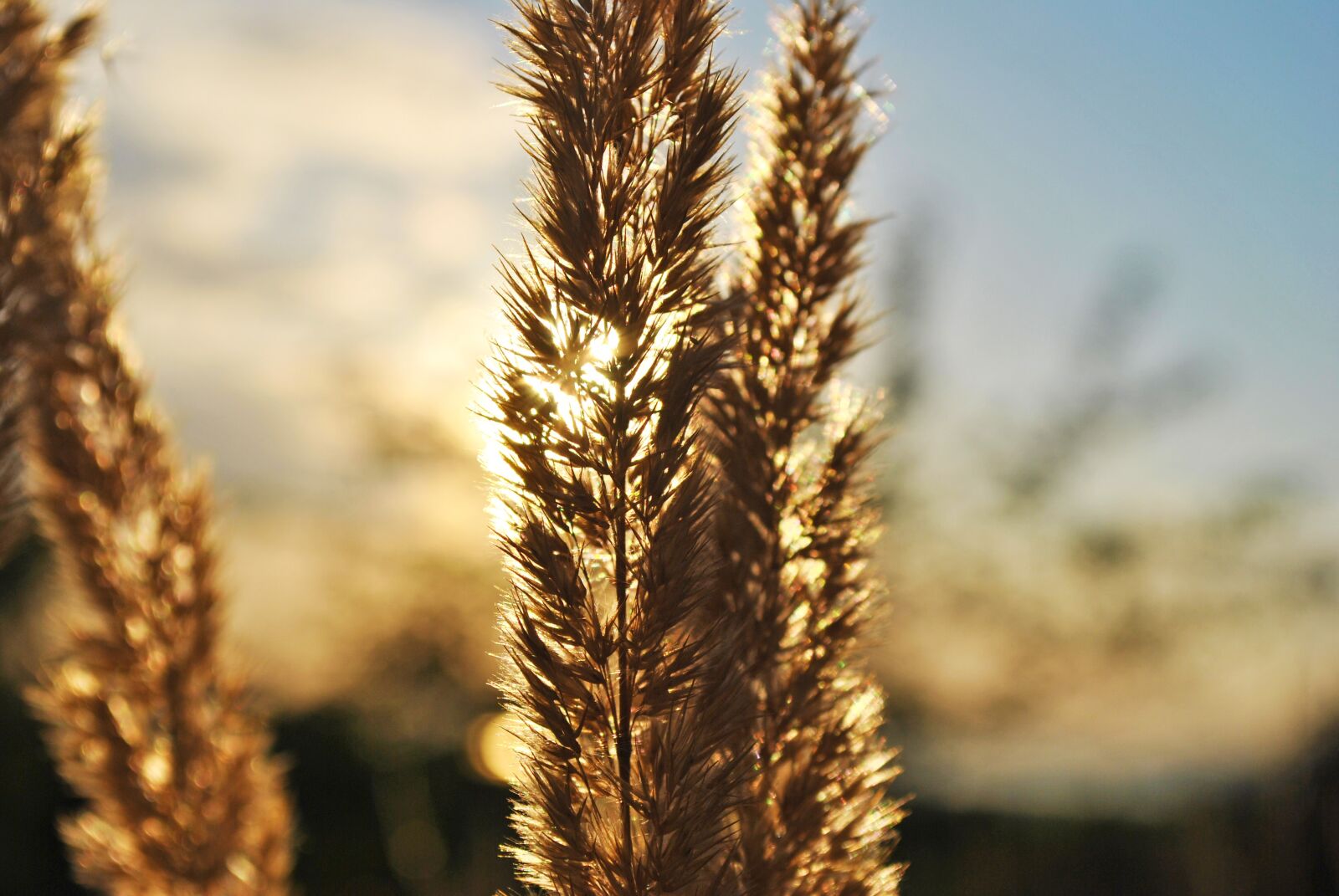 Nikon D3000 sample photo. Sunlight, nature, flower photography