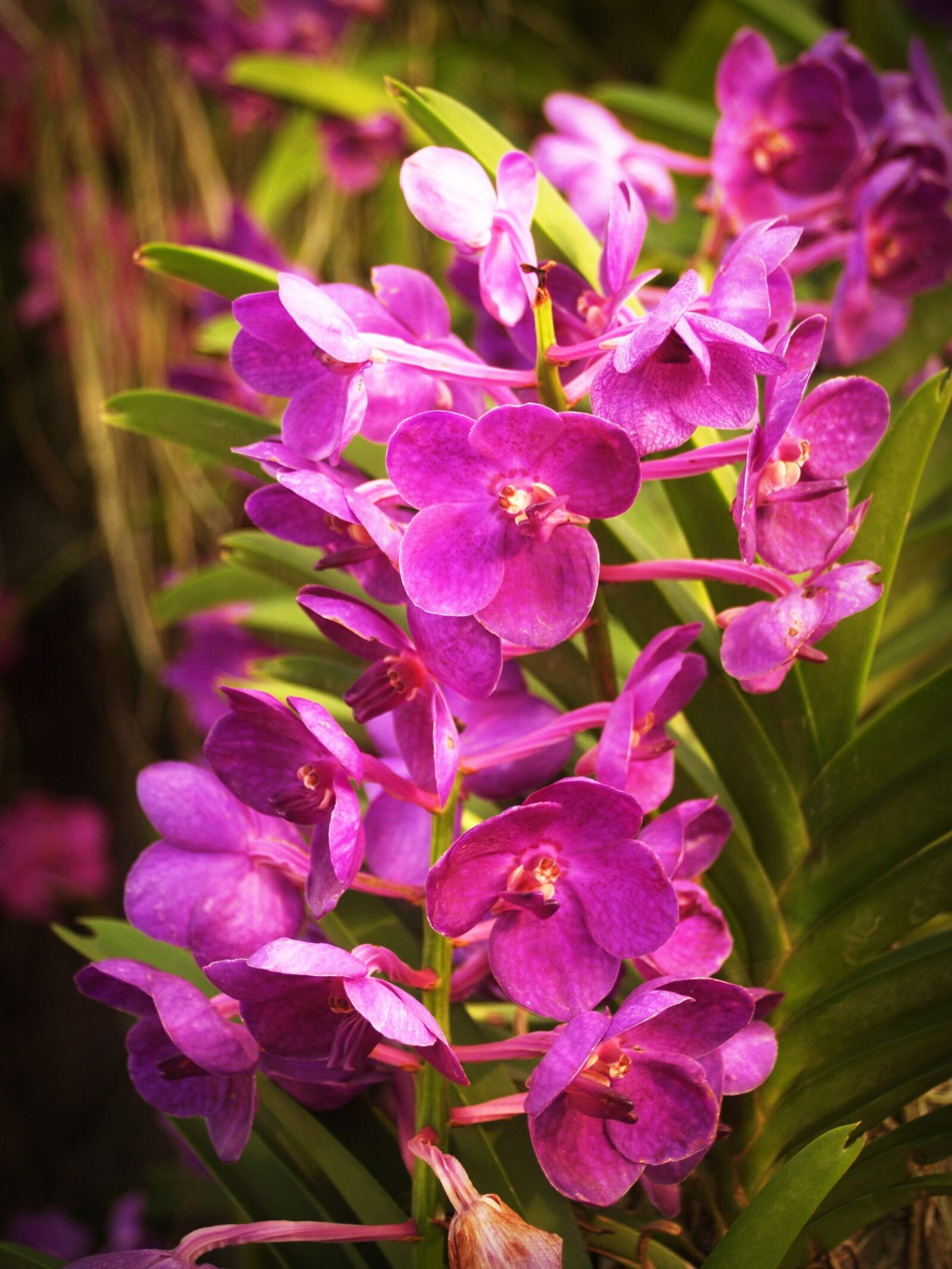 Olympus E-300 (EVOLT E-300) sample photo. Flower, orchid, tropical photography