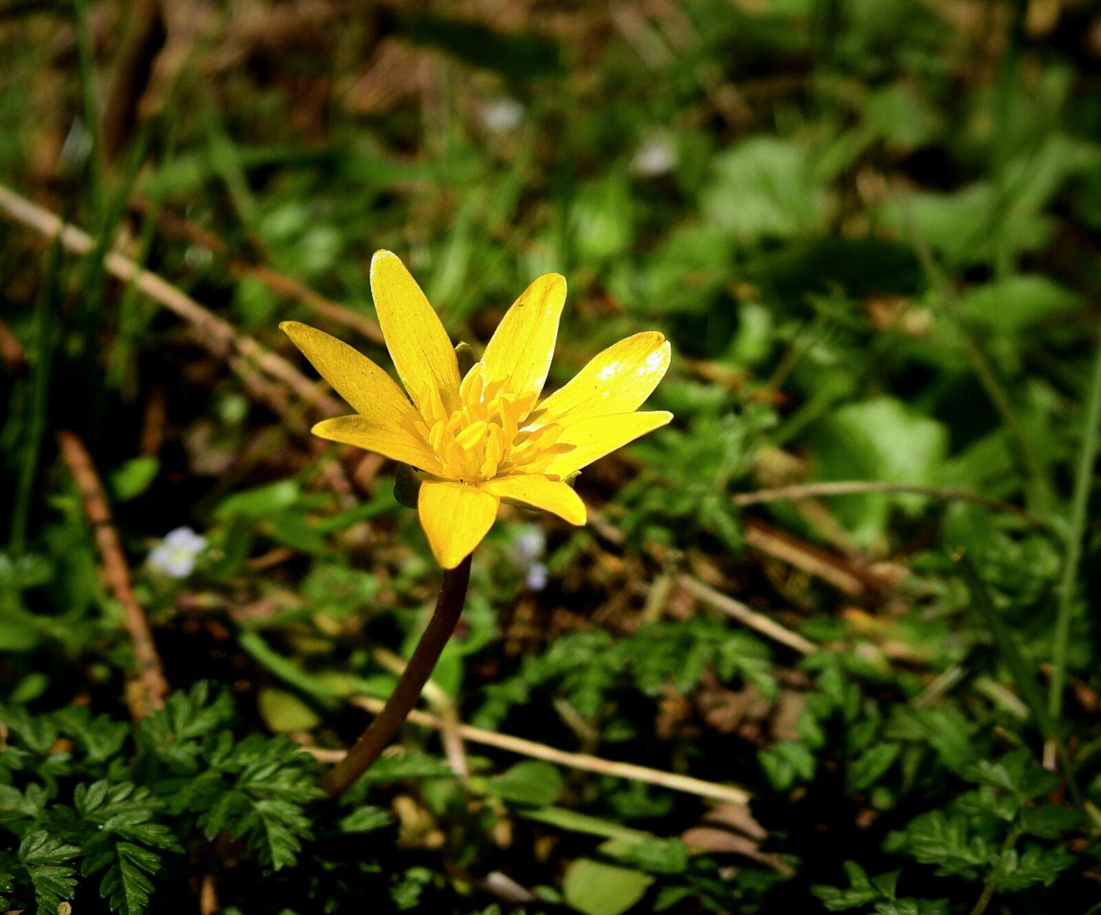 Nikon Coolpix P900 sample photo. Flower, meadow, yellow photography