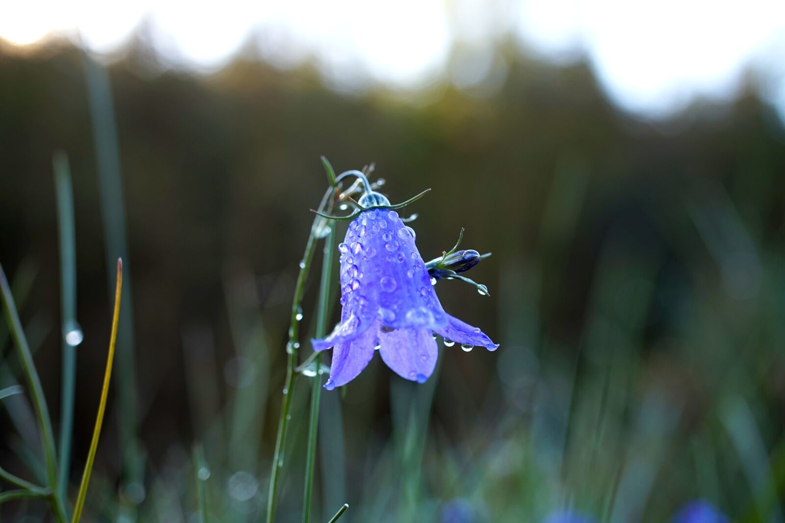 Sony Alpha a5000 (ILCE 5000) sample photo. Bellflower, grass, blossom photography