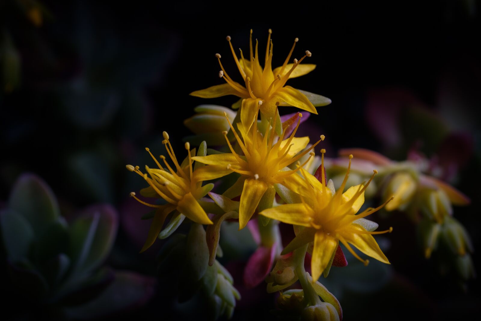 Fujifilm X-H1 sample photo. Yellow, flowers, petals photography