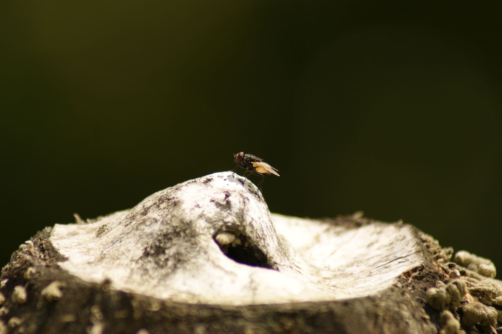 Sony Alpha DSLR-A390 sample photo. Nature, in, the photography