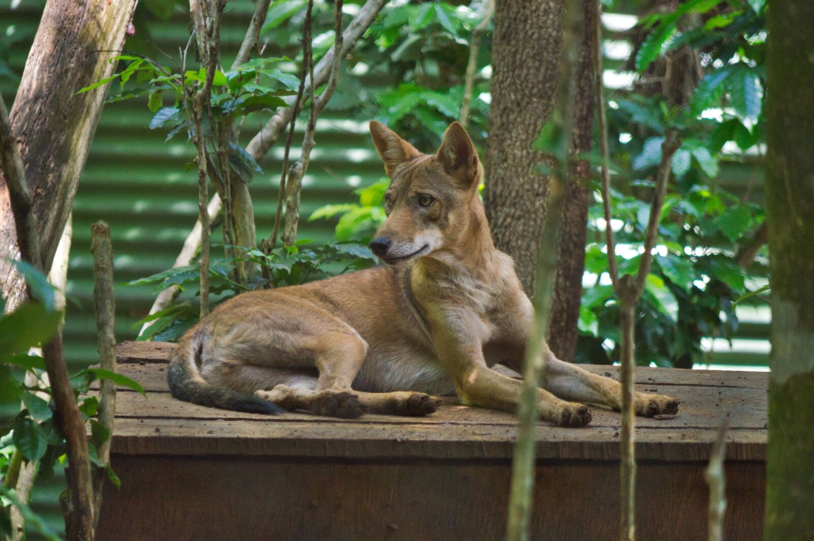Nikon D3200 sample photo. Costa rica, coyote, zoo photography