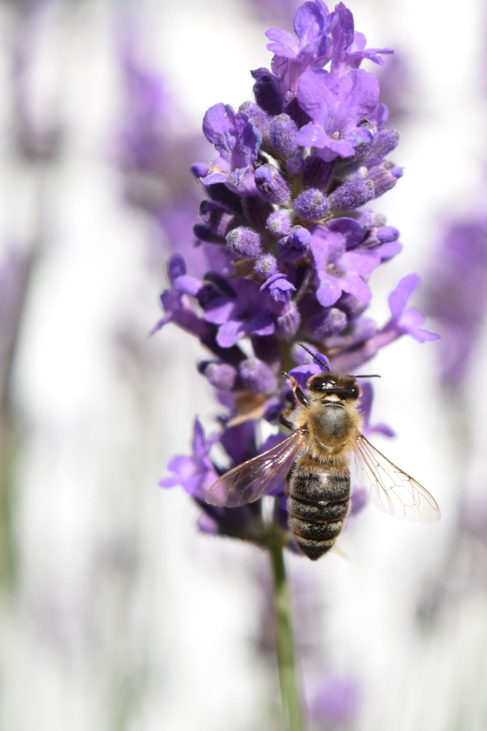 Nikon D3300 sample photo. Bee, close up, lavender photography