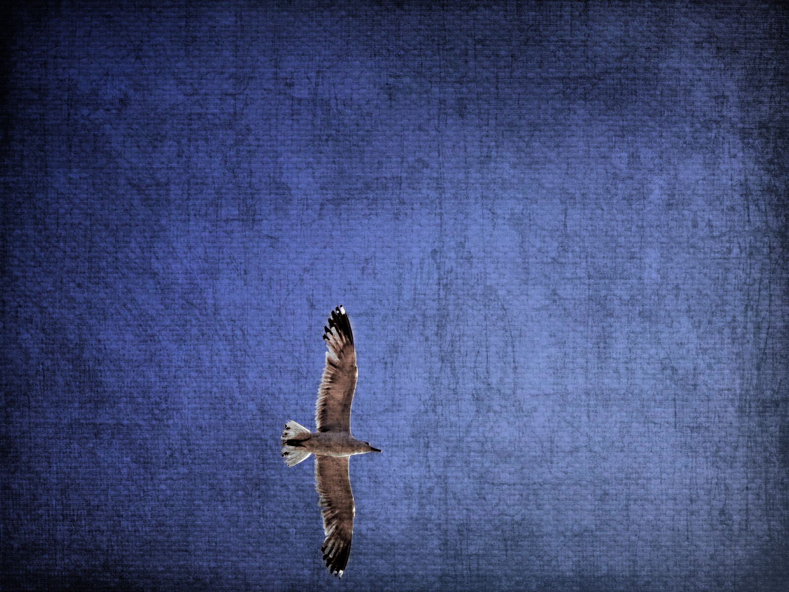 Canon PowerShot S100 sample photo. Seagull, sky, freedom photography