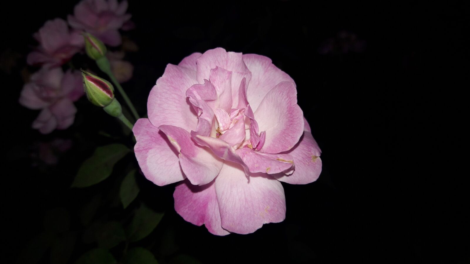 Samsung Galaxy J7 sample photo. Pink, rose, flower photography