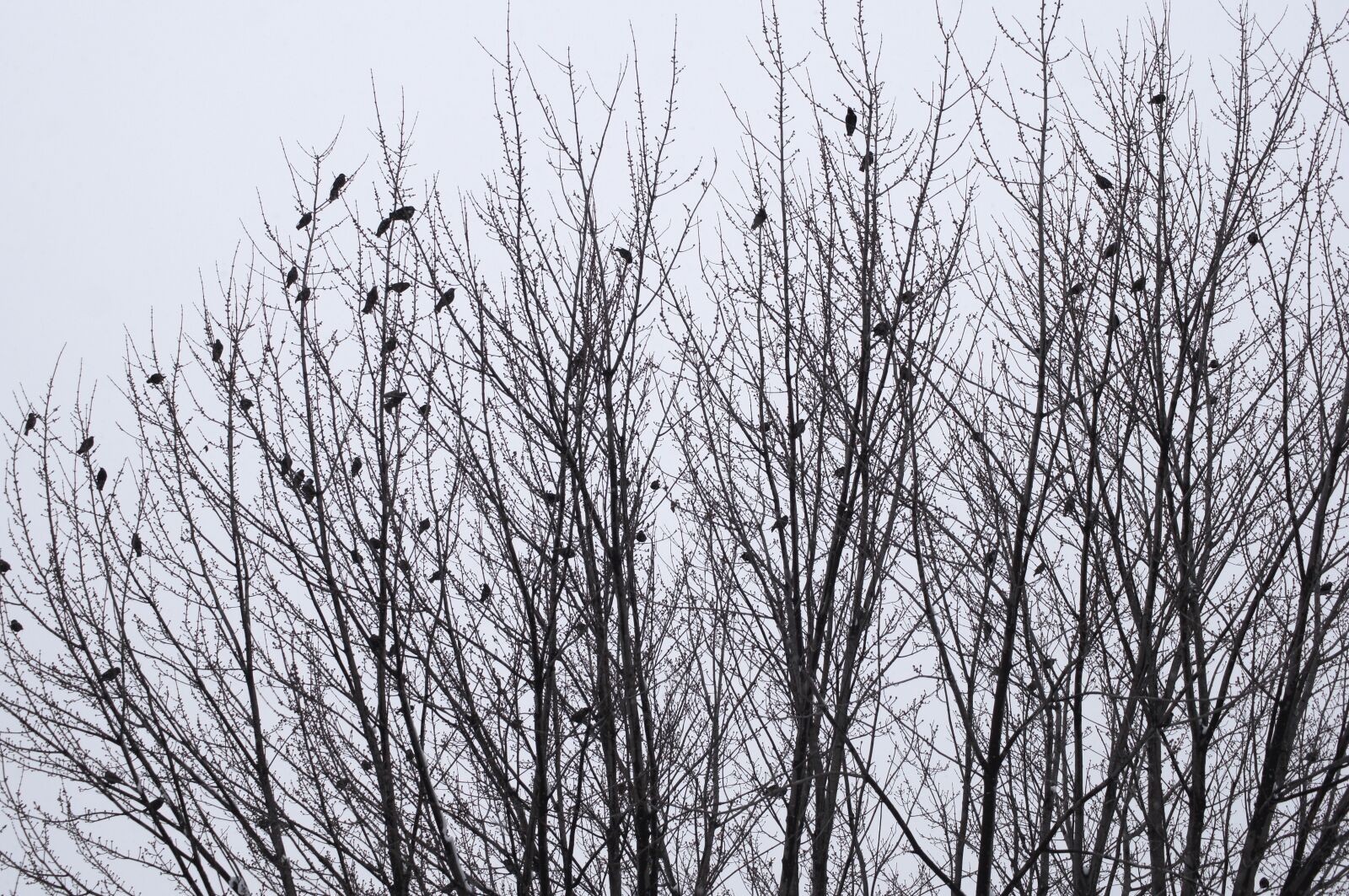 Sony SLT-A35 sample photo. Birds, winter, landscape photography