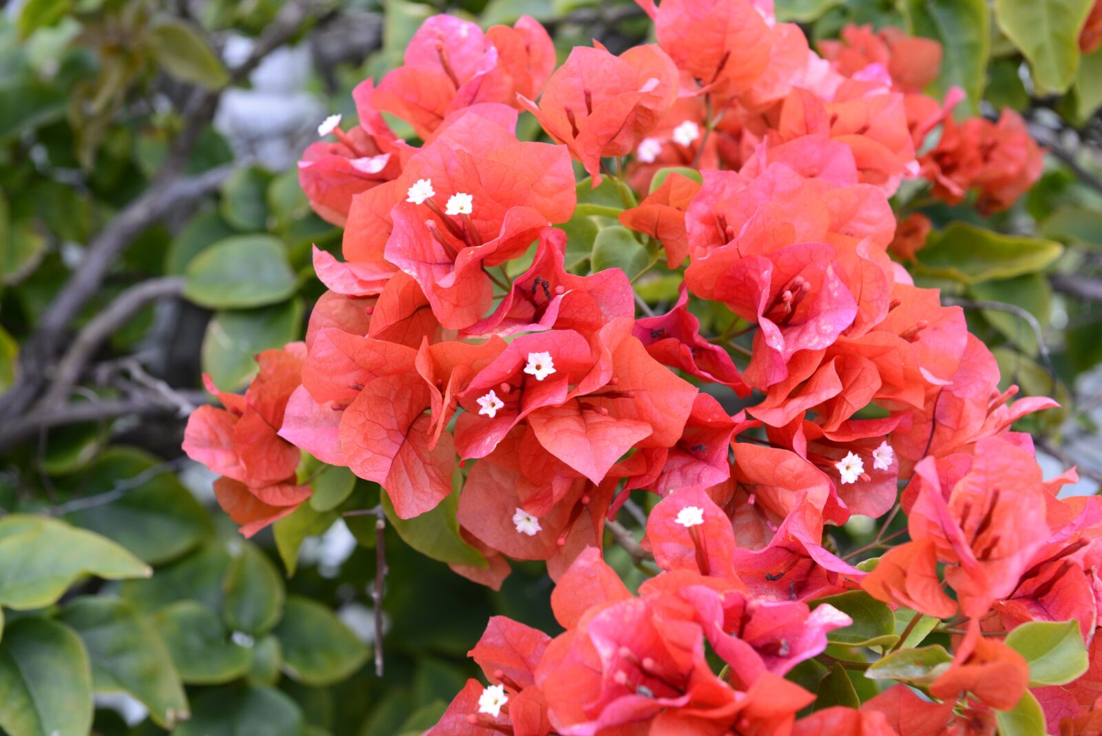 Nikon D610 sample photo. Flowers, spring, blossom photography