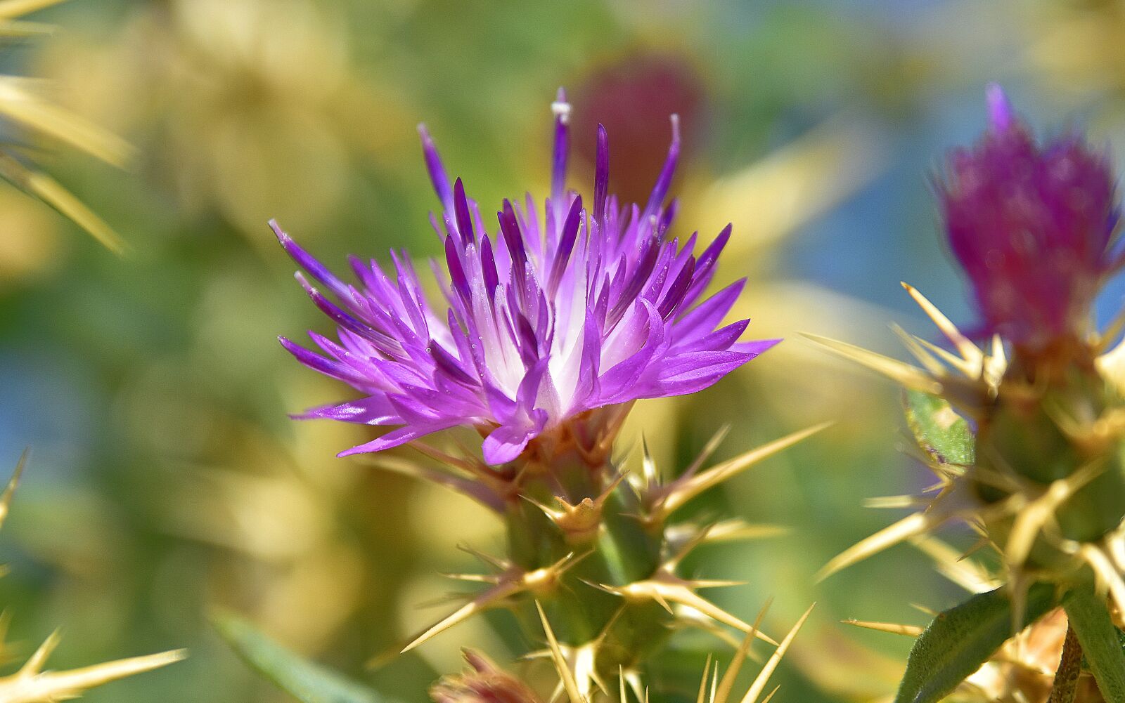 Nikon D7200 sample photo. Plants, flower, garden photography