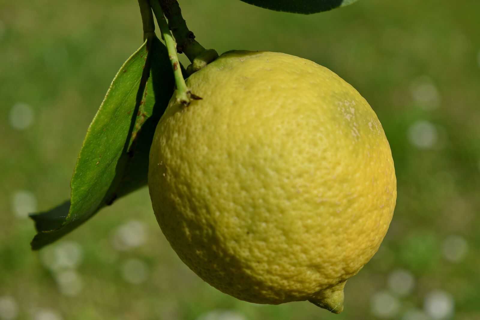 Nikon D5500 sample photo. Branch, detail, yellow, nature photography