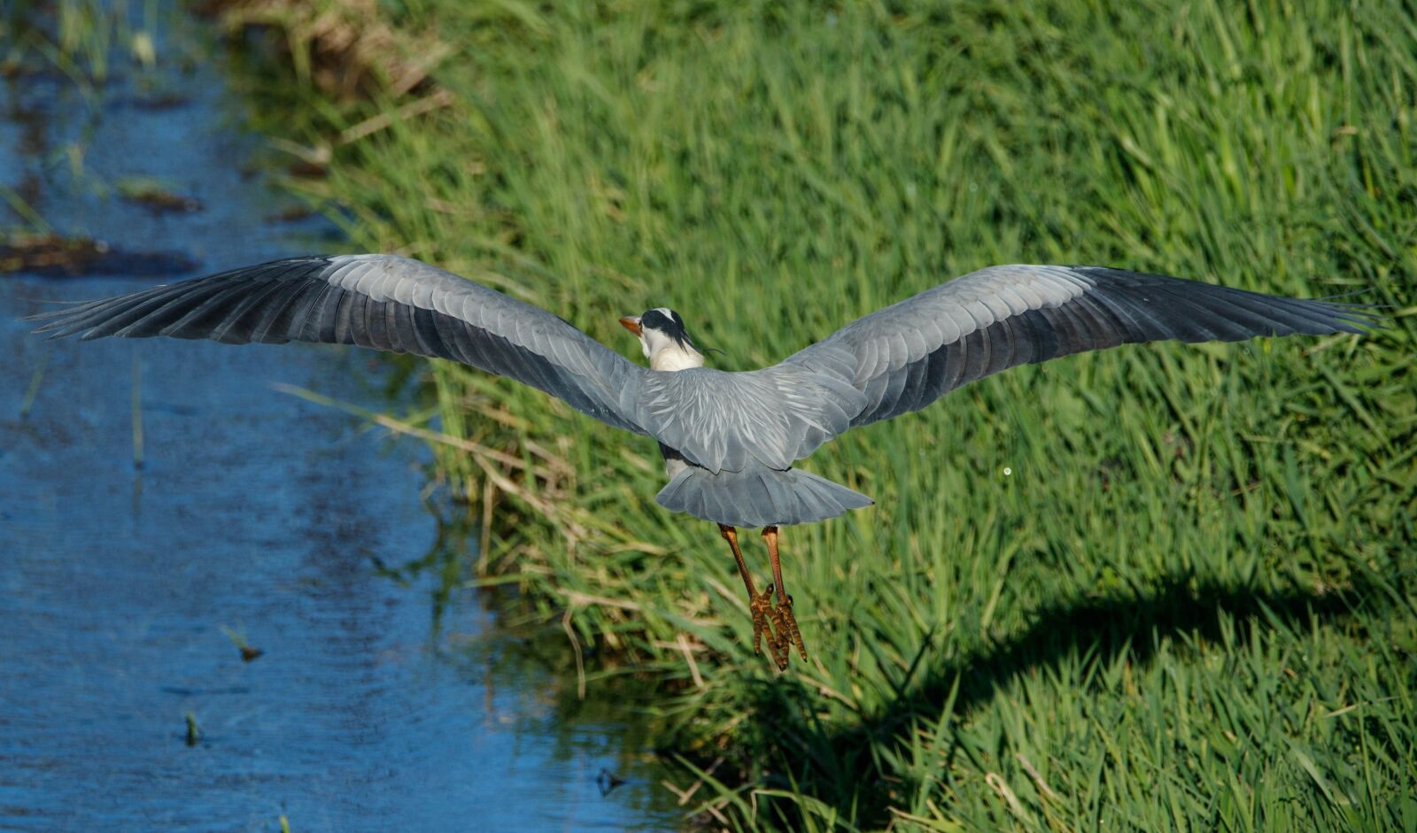 150-600mm F5-6.3 DG OS HSM | Contemporary 015 sample photo. Grey heron, bach, animal photography