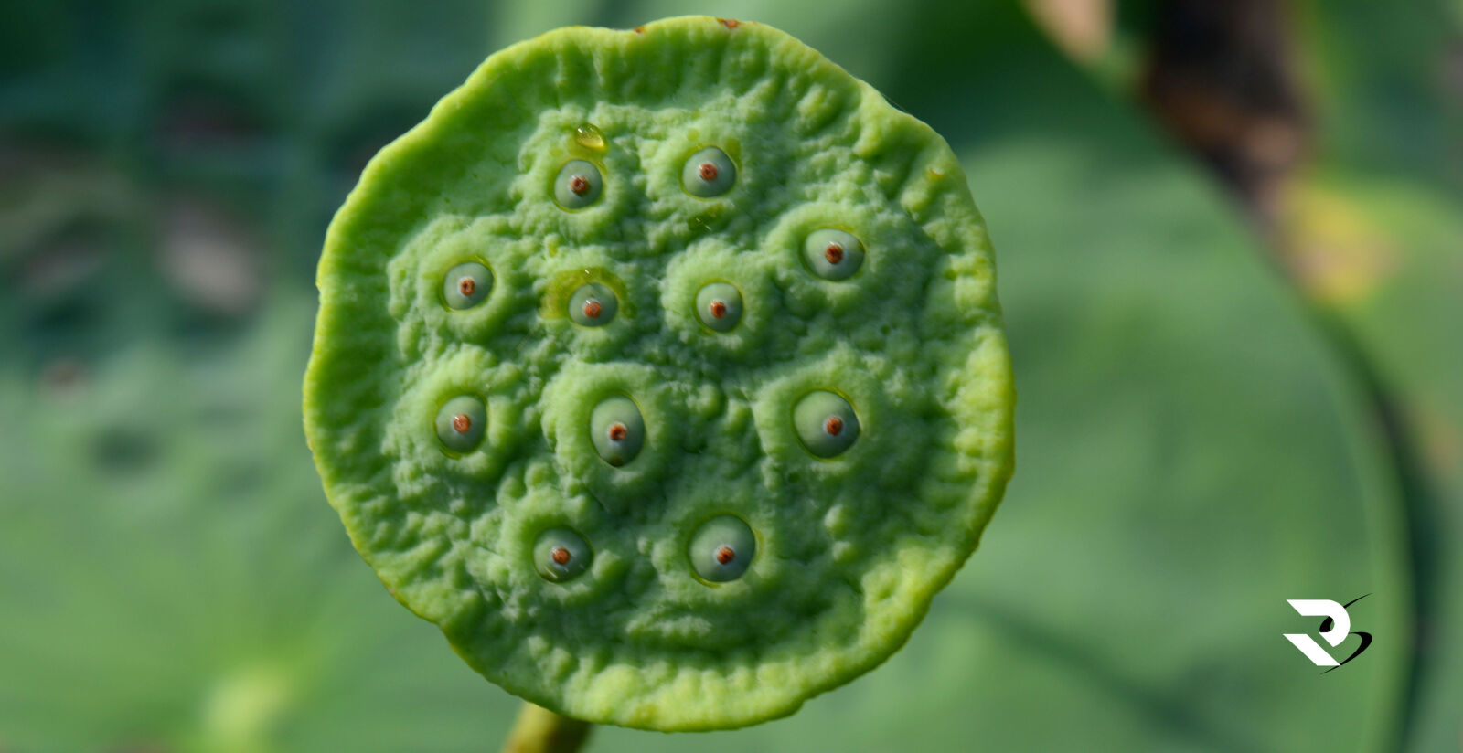 Nikon D5200 sample photo. Dslr, lotus, photography, rohitsinha photography
