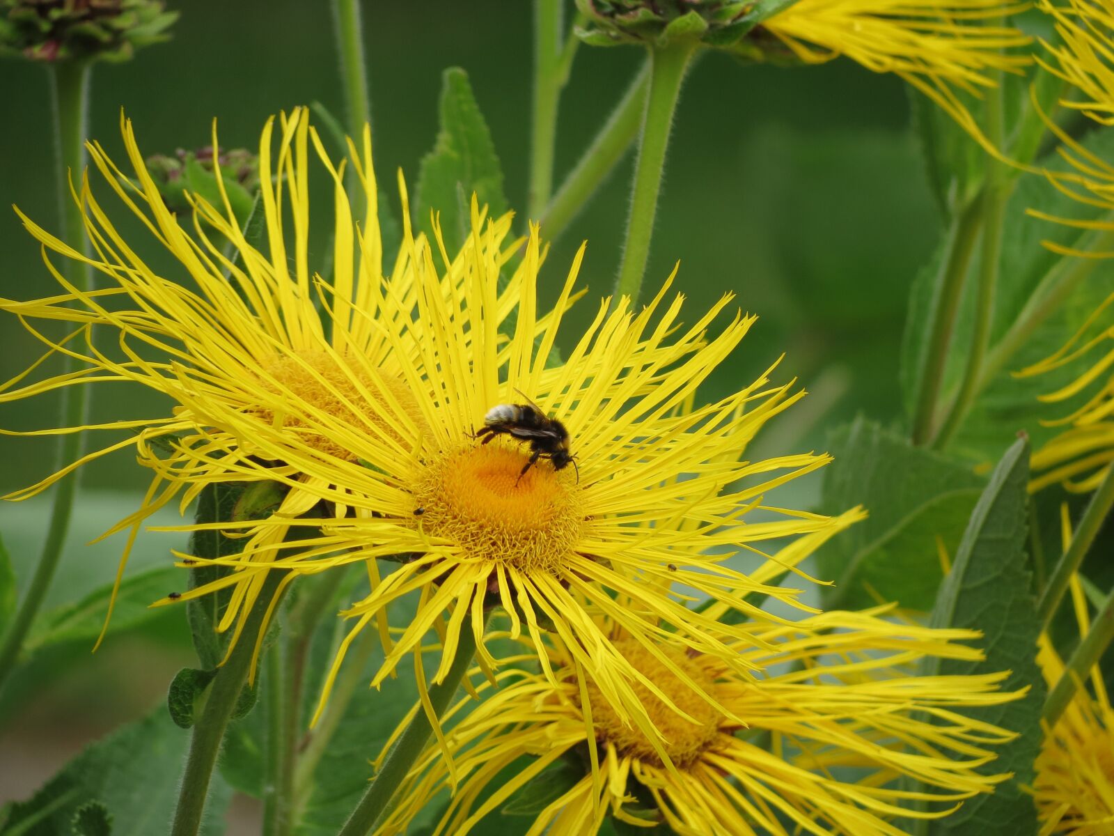 Canon PowerShot SX40 HS sample photo. Bee, flower, dandelion photography