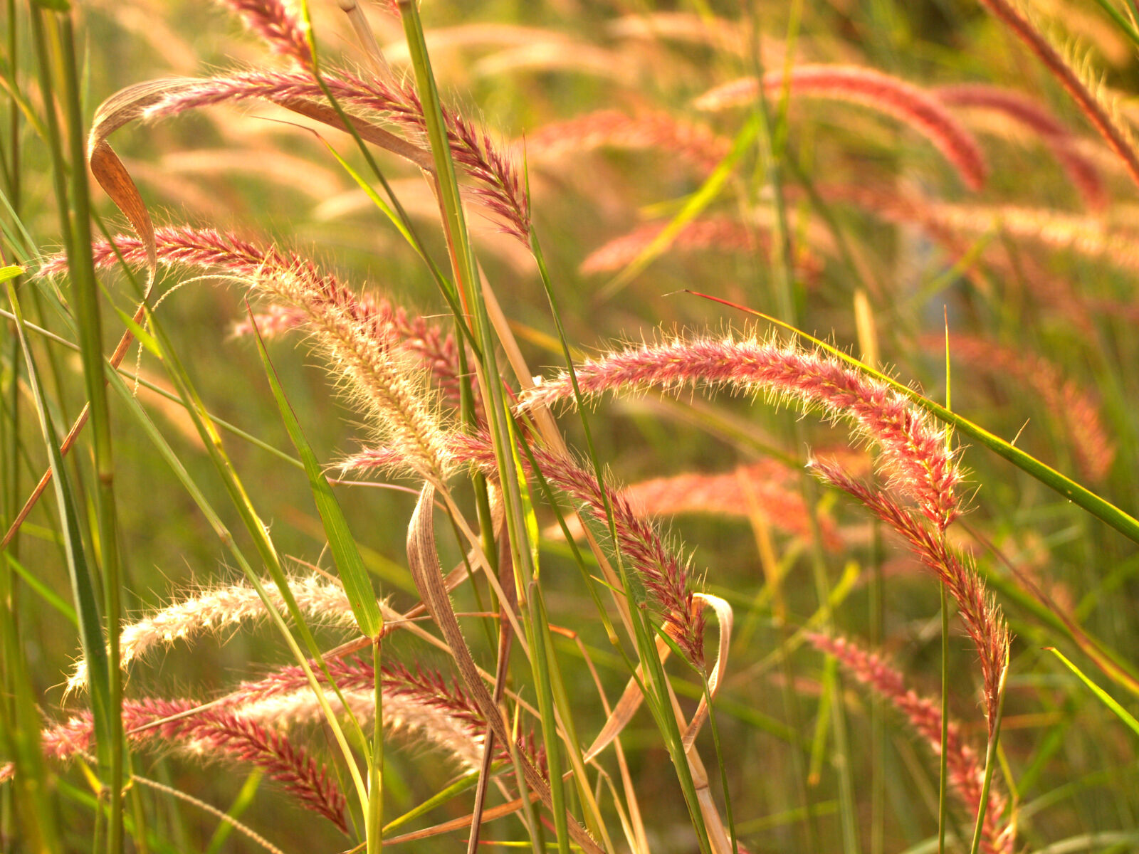 Olympus E-300 (EVOLT E-300) sample photo. Background, beautiful, bloom, blossom photography