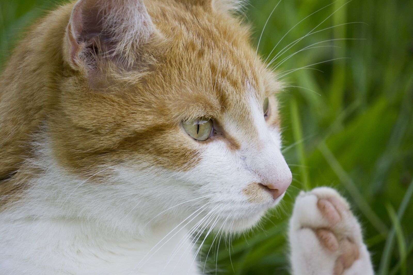 Sony a5100 sample photo. Cat, cat greets, cat photography