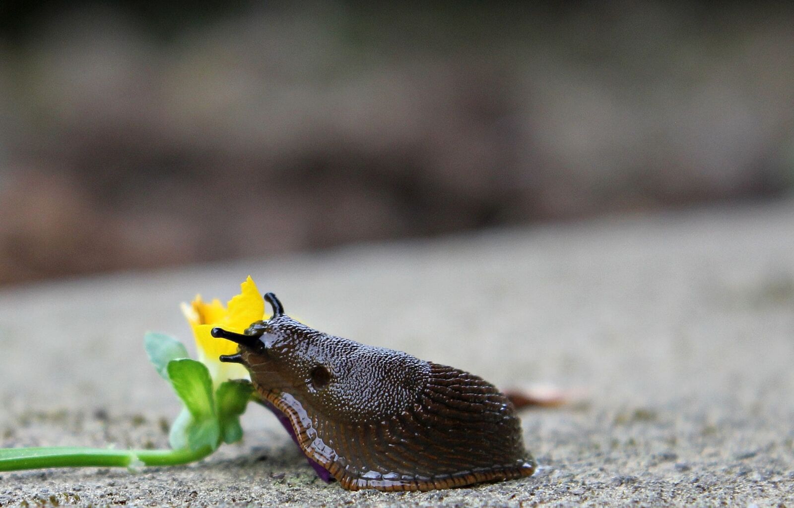 Canon EOS 550D (EOS Rebel T2i / EOS Kiss X4) sample photo. Snail, animal, flower, plant photography