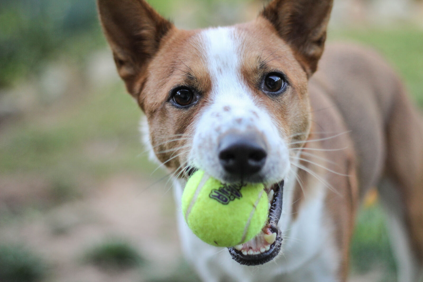 Canon EOS 60D + Canon EF 50mm F1.8 II sample photo. Ball, basenji, cattle, dog photography