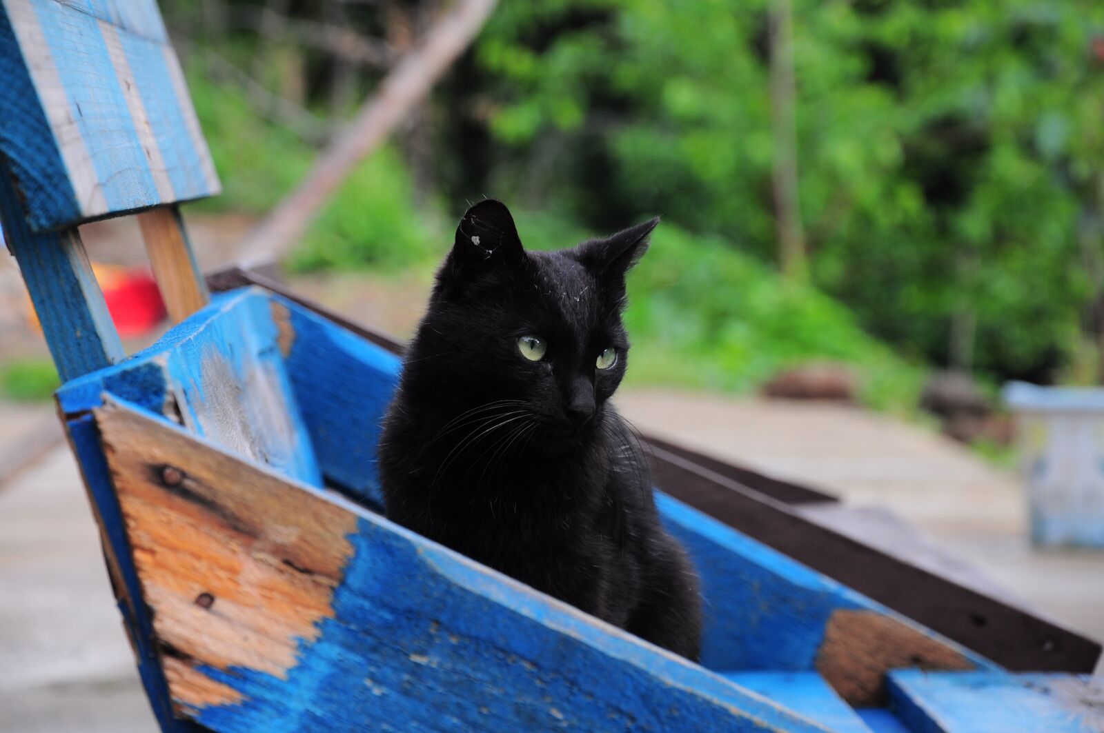 Nikon D90 sample photo. Cat, cat pictures, black photography