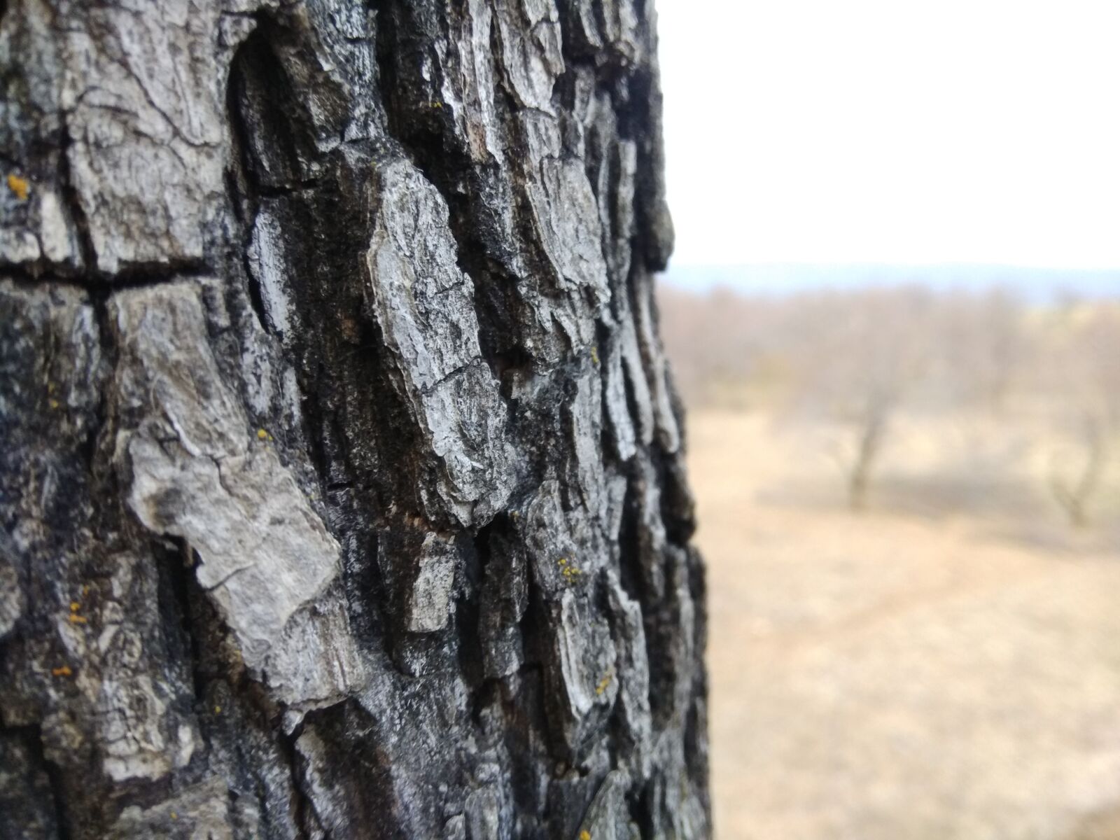 Xiaomi Redmi Note 4 sample photo. Tree, kashmir, wood photography
