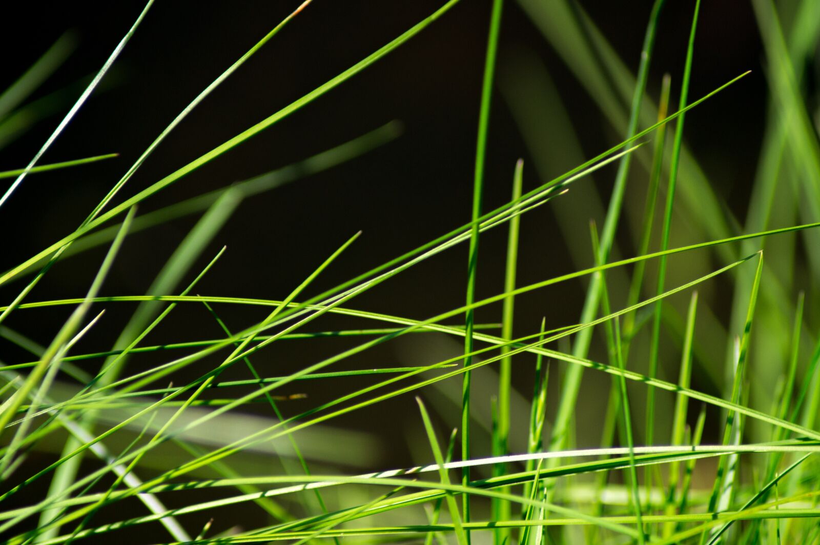 Sony SLT-A57 sample photo. Grass, meadow, close up photography