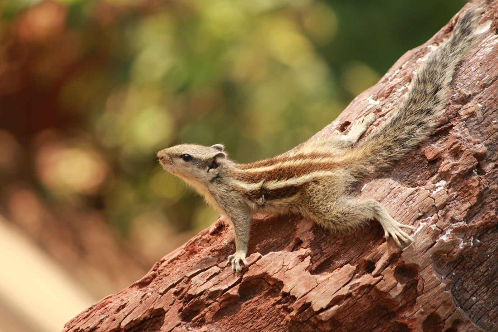 Canon EF-S 55-250mm F4-5.6 IS II sample photo. Squirrel, animal, cute photography